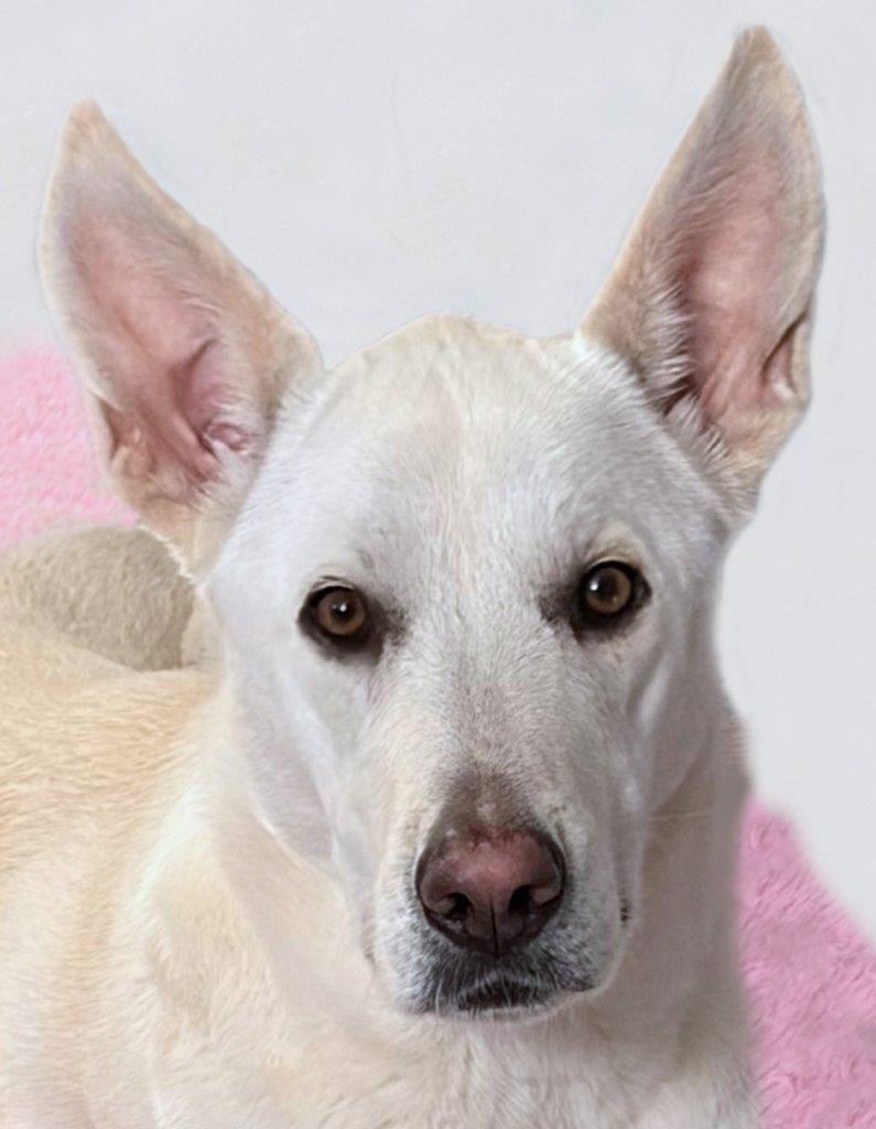 Enlarge Sophie, a Adoptable White German Shepherd in Londonderry, NH image 3/3