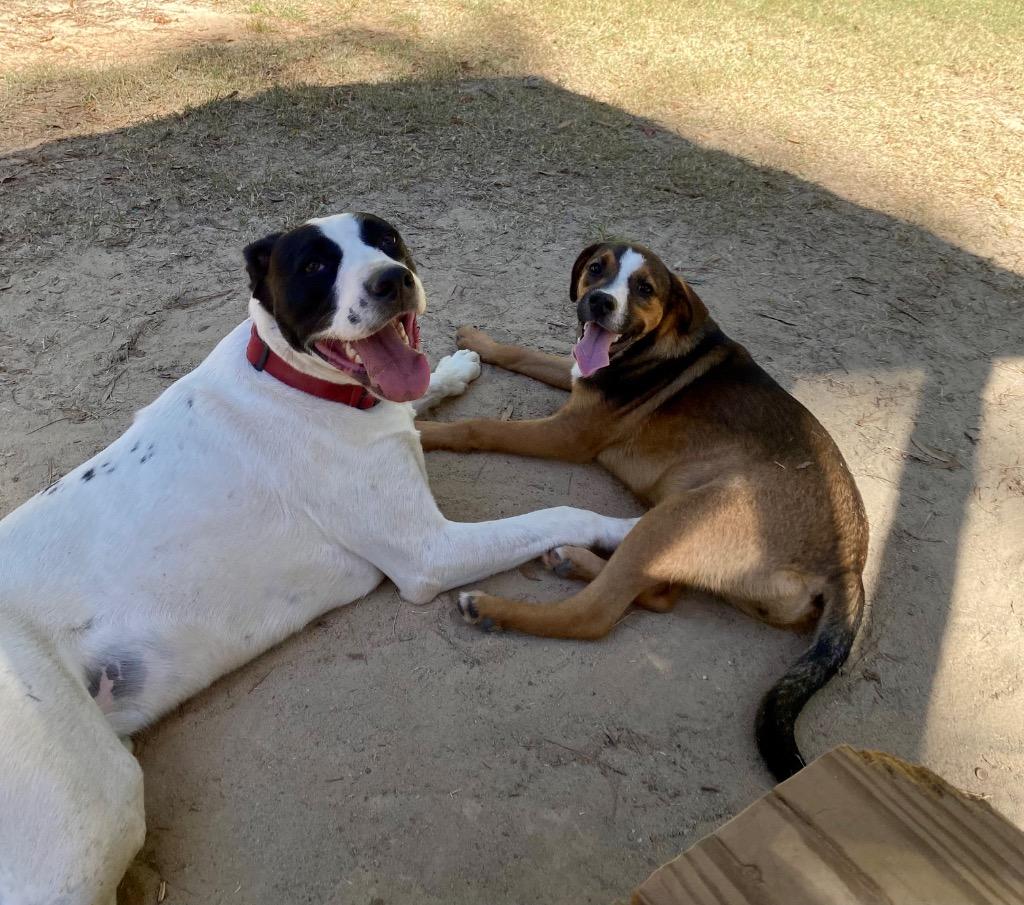Enlarge Ralphie (Cow A Bunga), a Adoptable mixed breed in Clinton, SC image 1/6