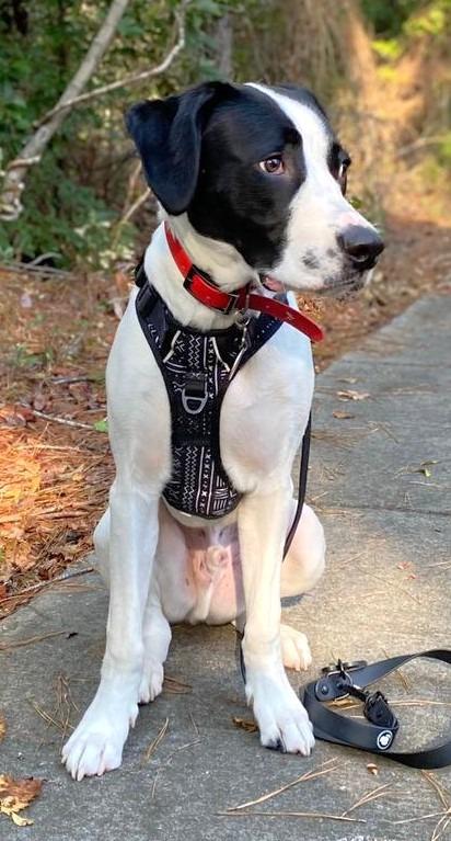 Enlarge Ralphie (Cow A Bunga), a Adoptable mixed breed in Clinton, SC image 2/6