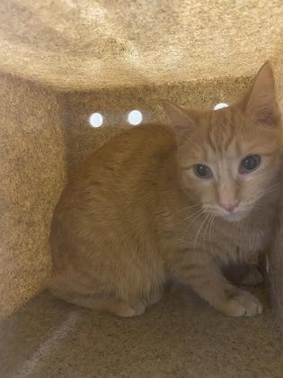 Enlarge Aslan, a Adoptable mixed breed in Shreveport, LA image 1/2