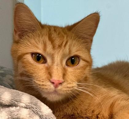 Enlarge Aslan, a Adoptable mixed breed in Shreveport, LA image 2/2