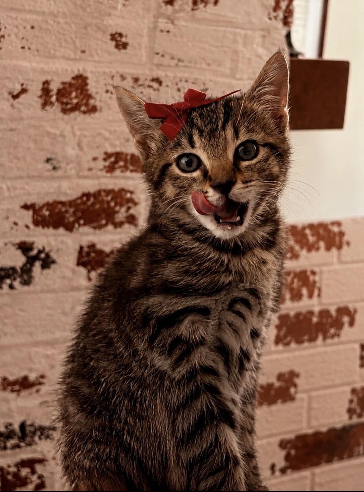 Enlarge Raven, an adoptable Tabby in Kannapolis, NC image 2/3