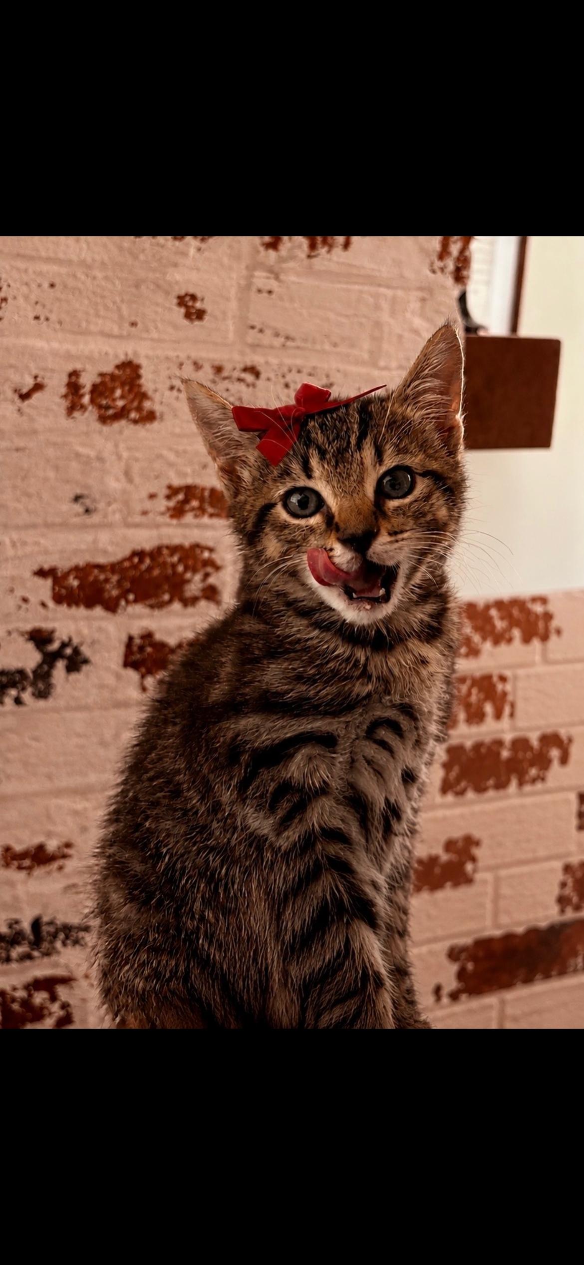 Enlarge Raven, an adoptable Tabby in Kannapolis, NC image 3/3