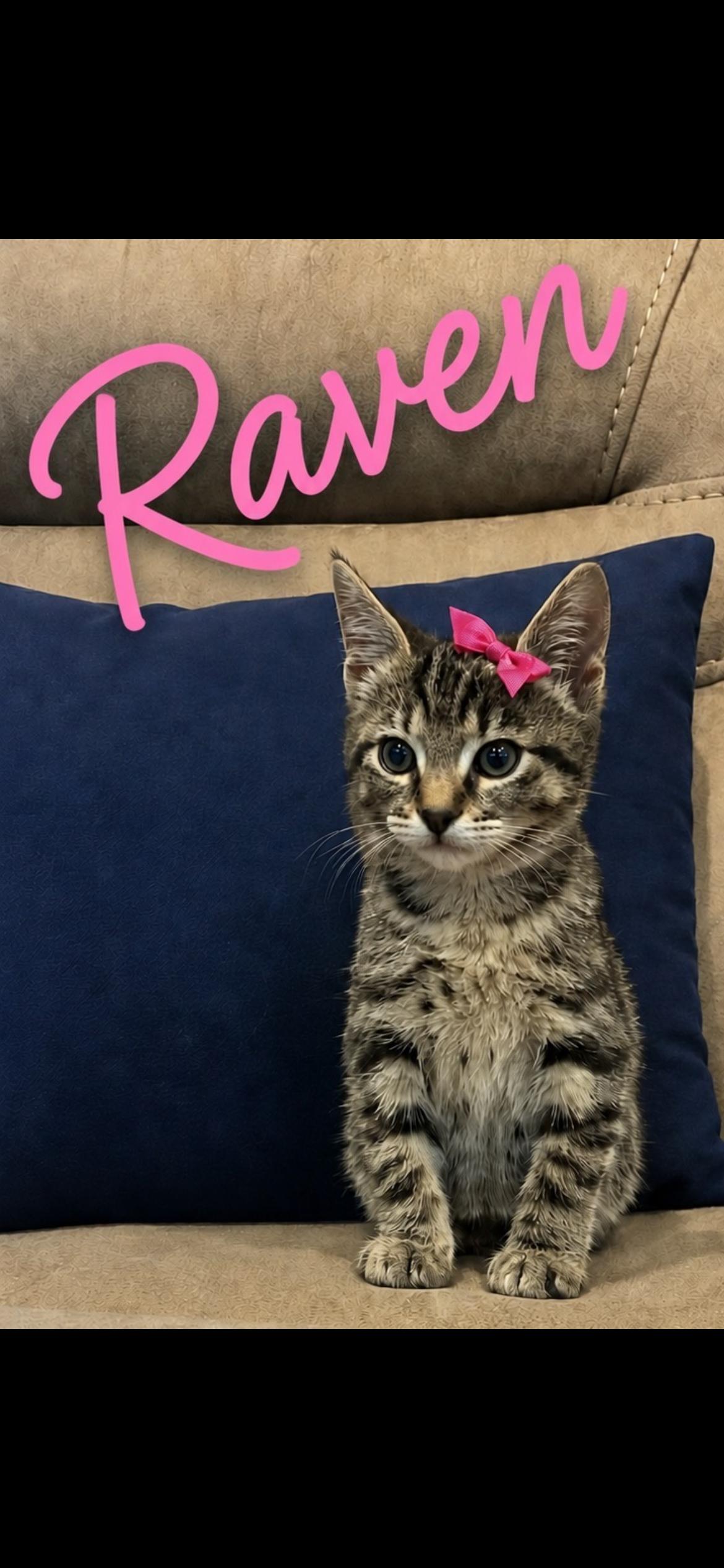 Enlarge Raven, an adoptable Tabby in Kannapolis, NC image 1/3
