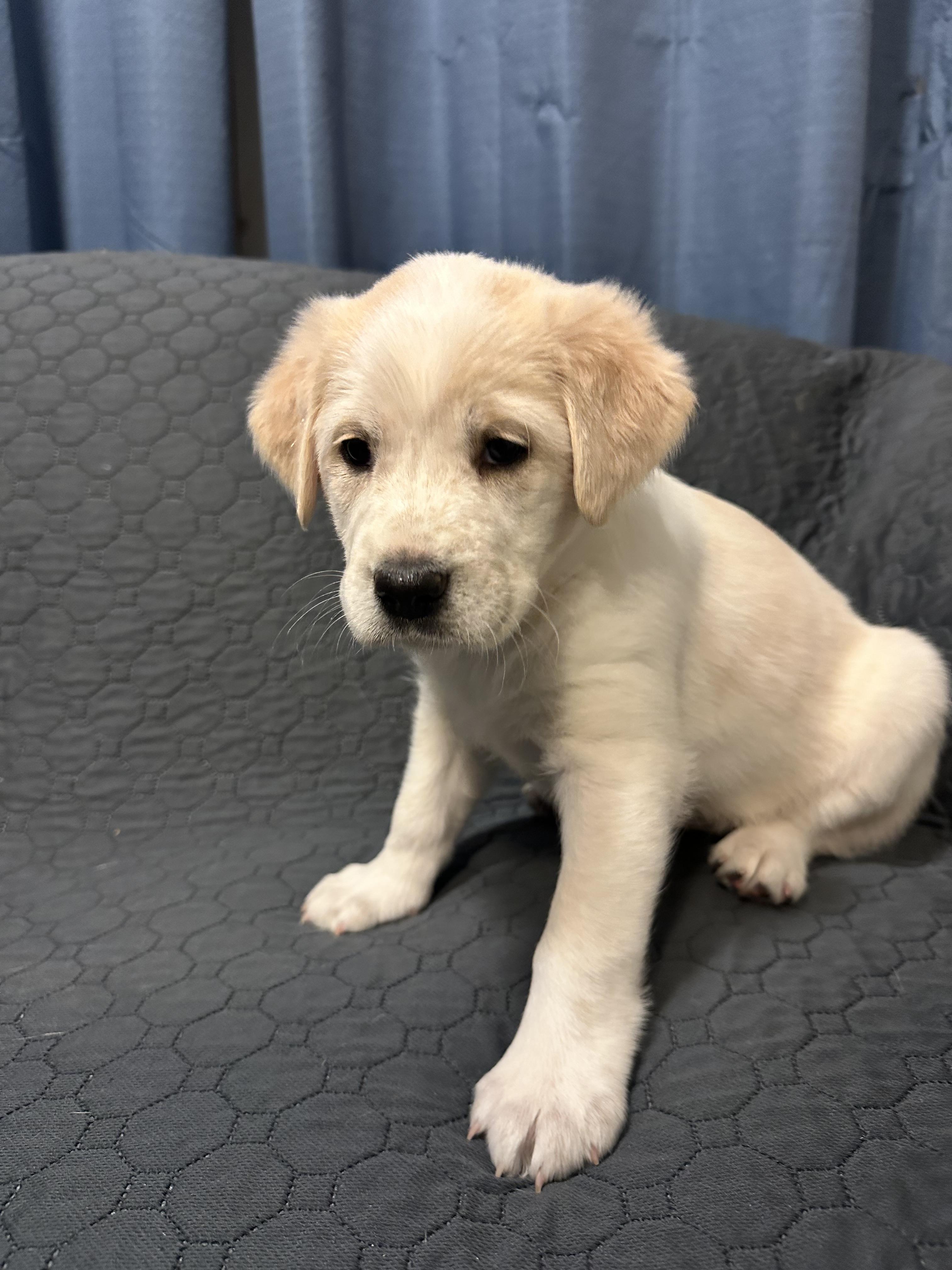 Denali, a ADOPTABLE Mixed Breed in Rochester , NY image 2/5