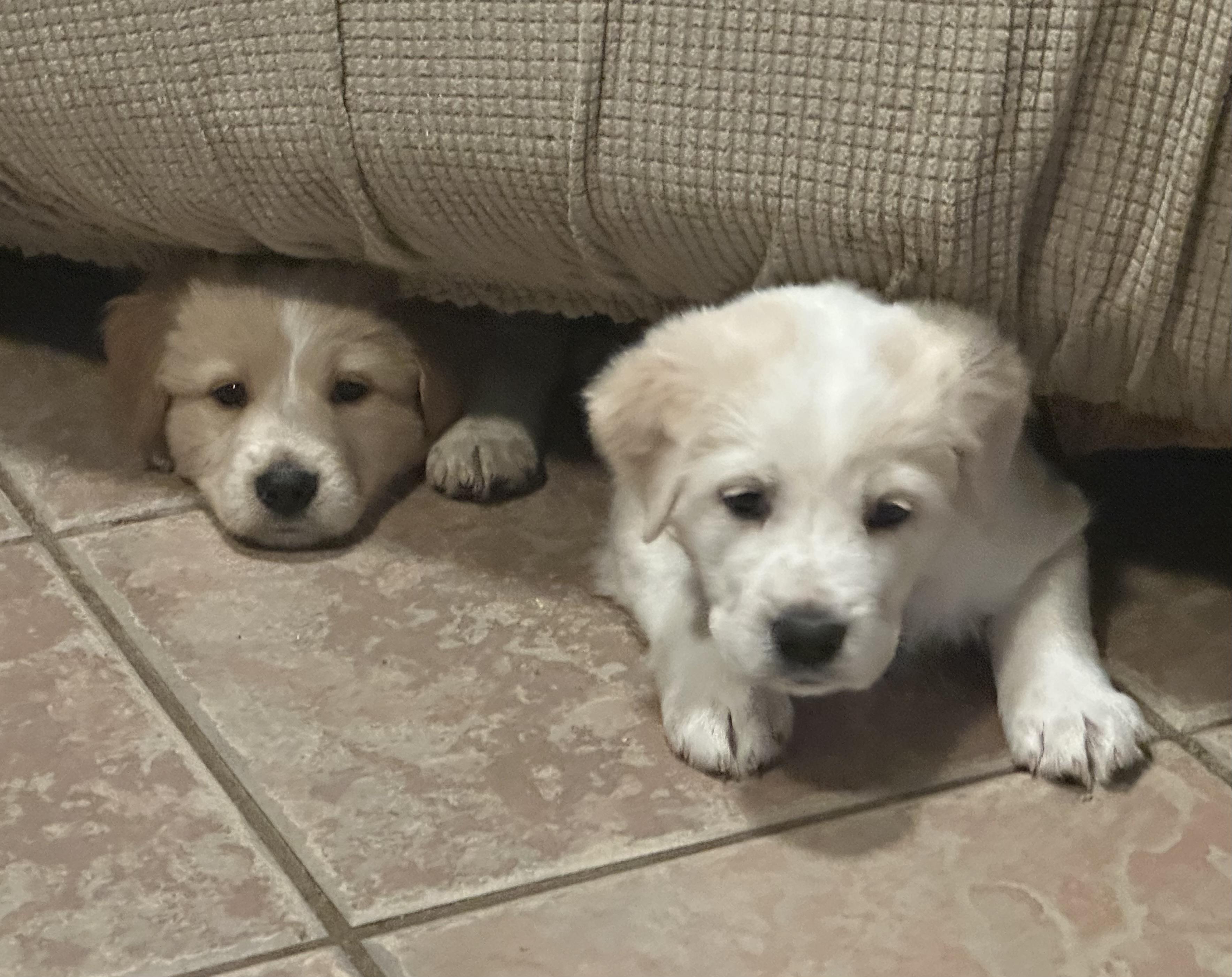 Denali, a ADOPTABLE Mixed Breed in Rochester , NY image 3/5