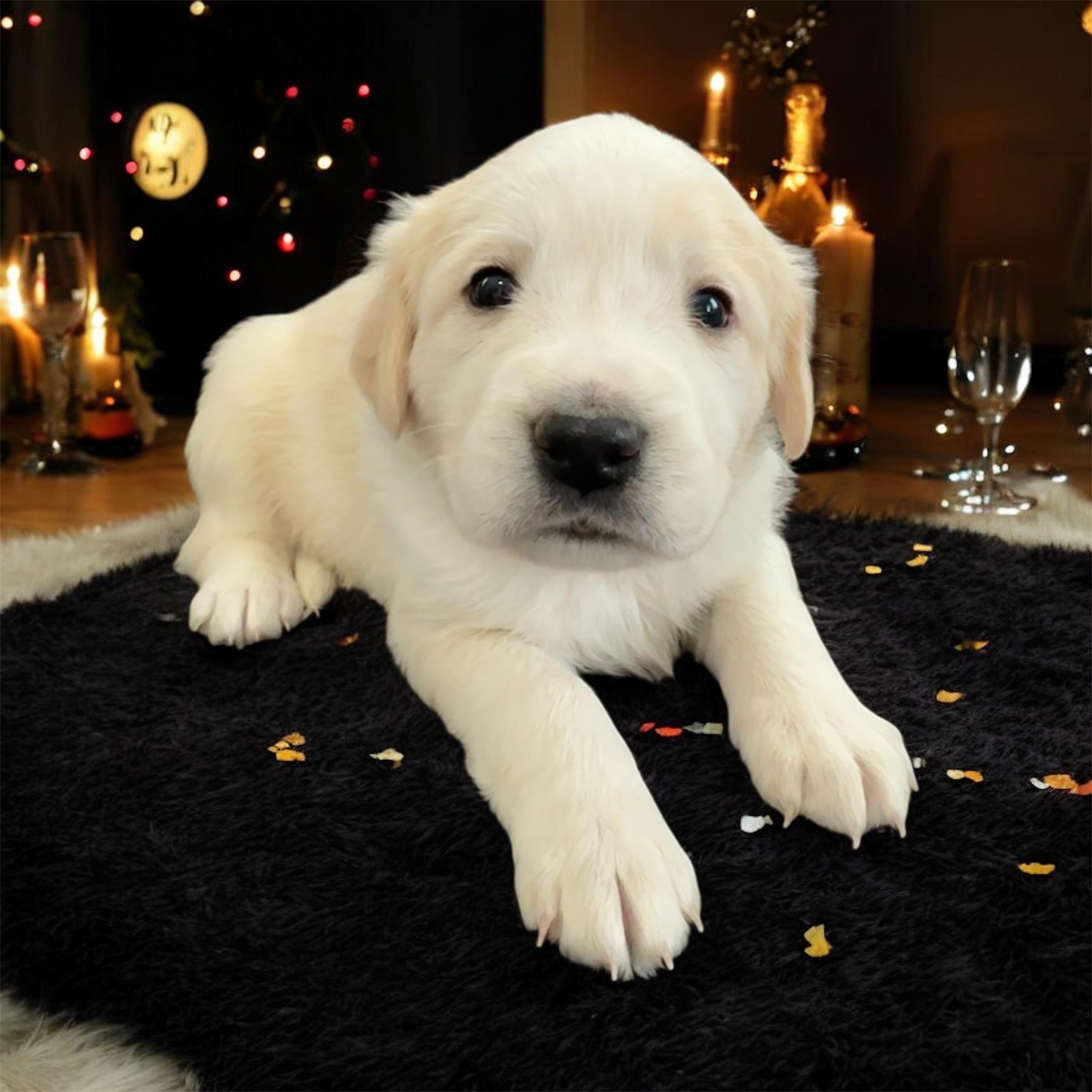 Denali, a ADOPTABLE Mixed Breed in Rochester , NY image 5/5