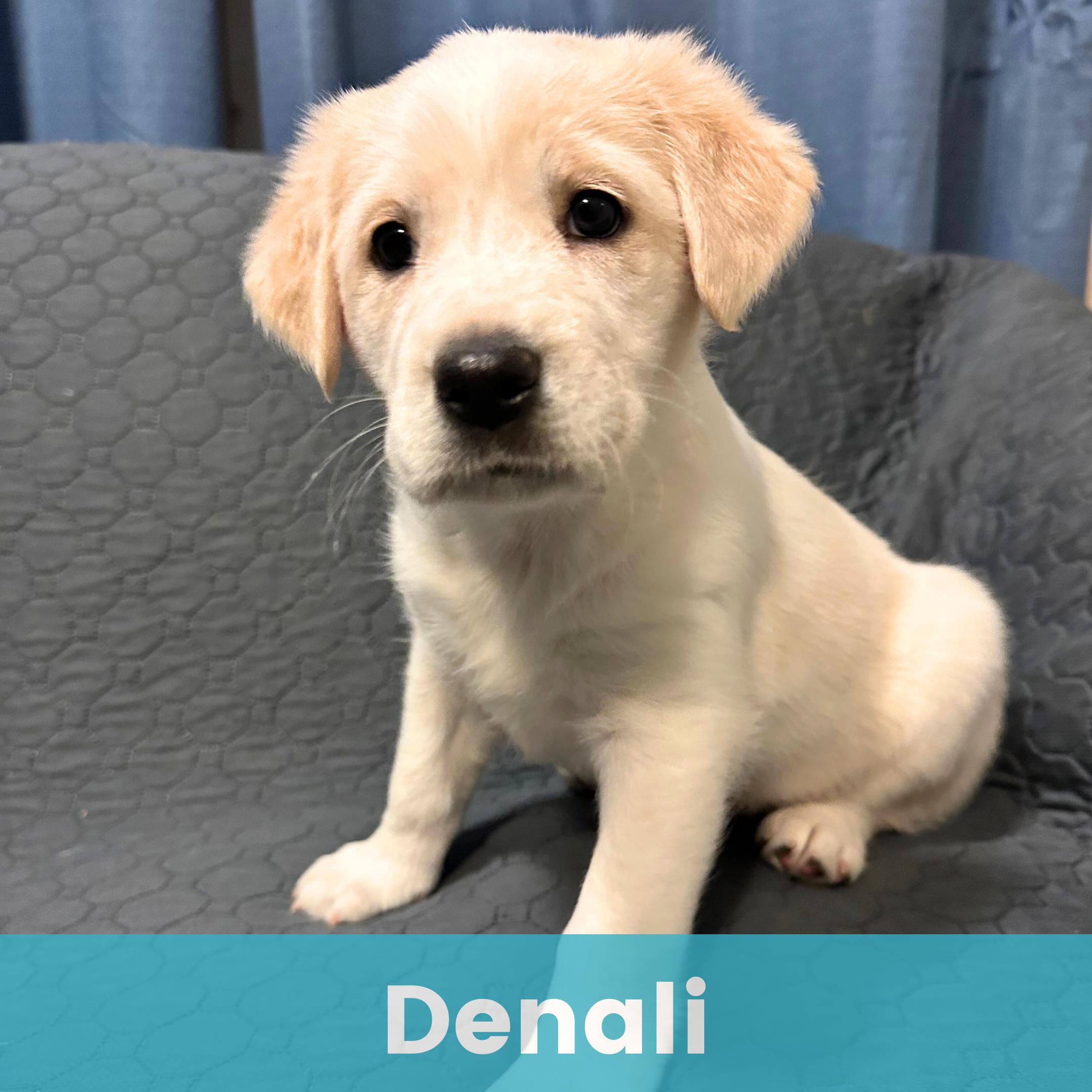 Denali, a ADOPTABLE Mixed Breed in Rochester , NY image 1/5