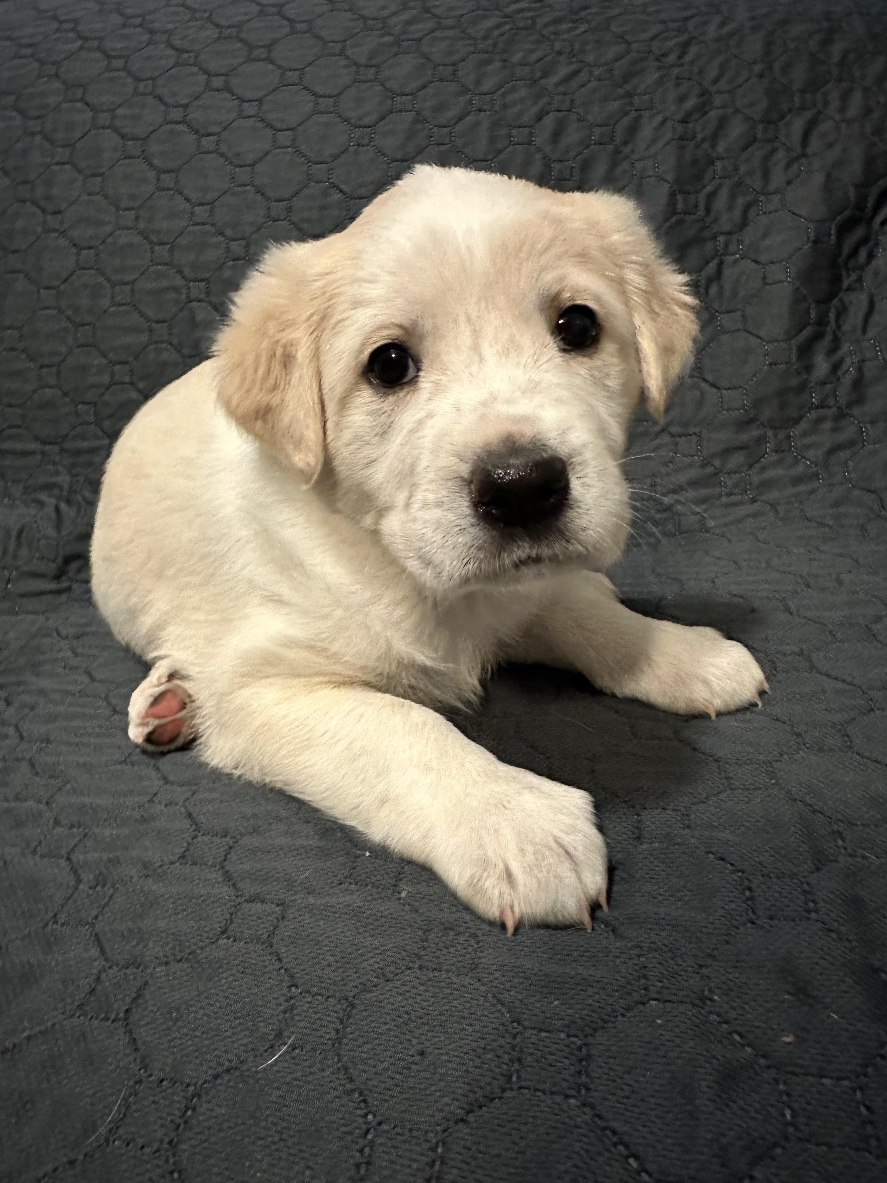 Denali, a ADOPTABLE Mixed Breed in Rochester , NY image 4/5