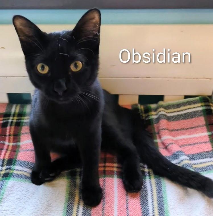 Enlarge Obsidian, a ADOPTABLE Domestic Short Hair in Mears, MI image 1/2