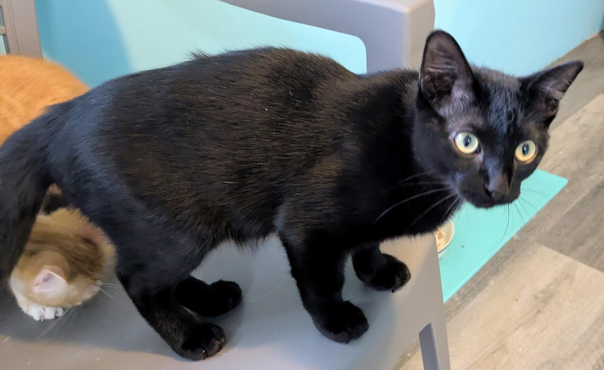 Enlarge Obsidian, a ADOPTABLE Domestic Short Hair in Mears, MI image 2/2