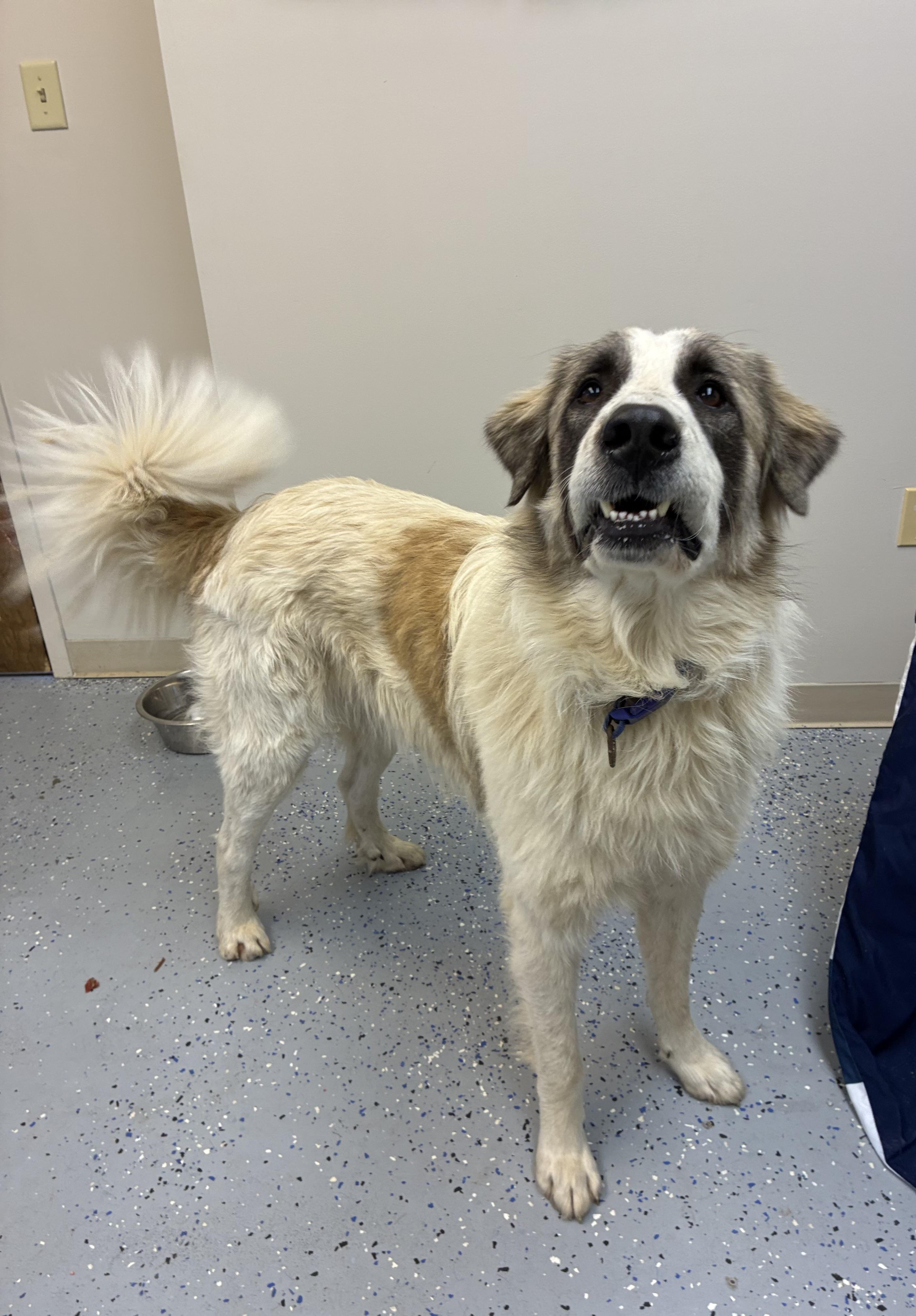 Diesel, Adoptable, Adult Male Great Pyrenees.