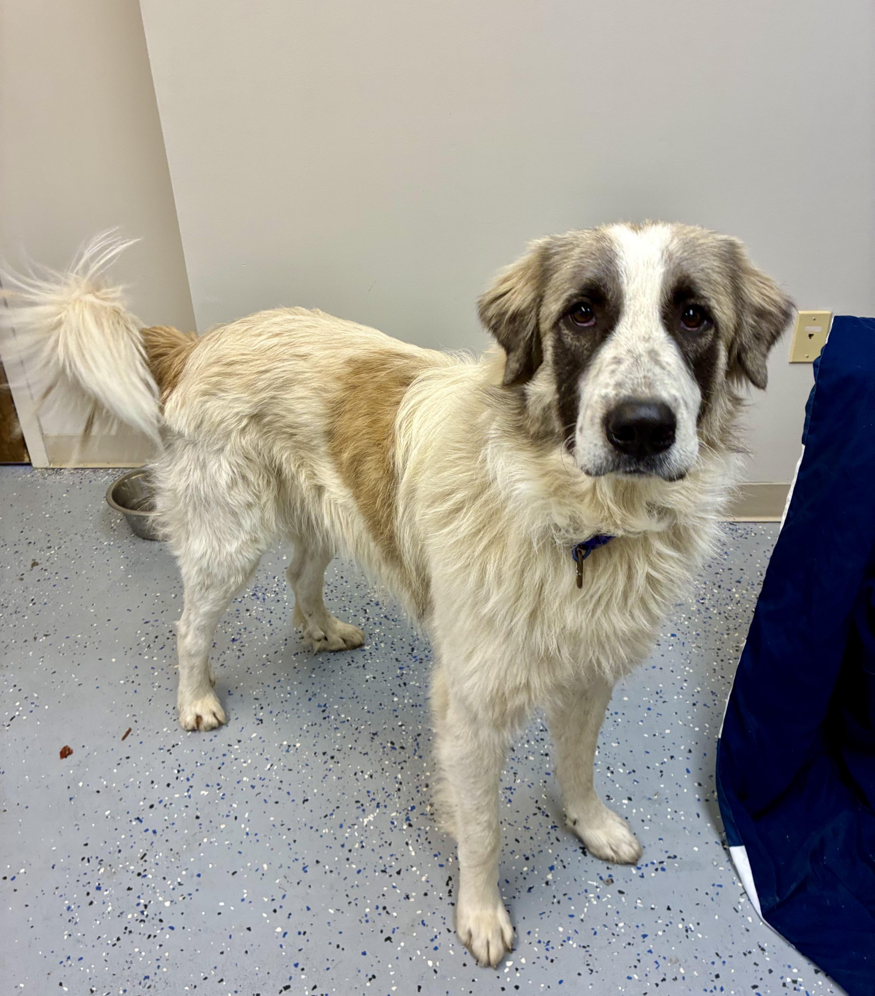 Diesel, a Adoptable mixed breed in Senatobia, MS image 2/4