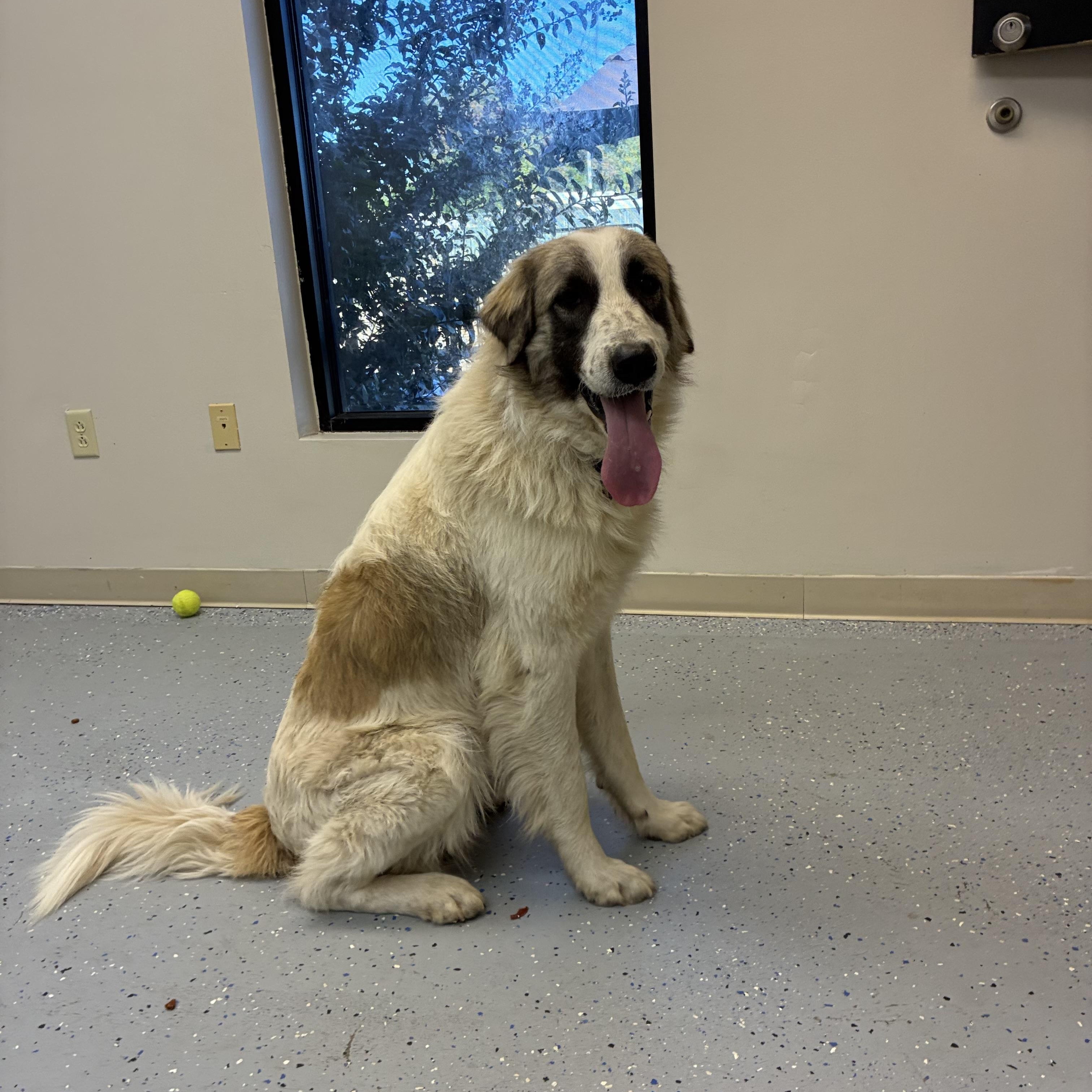 Diesel, a Adoptable mixed breed in Senatobia, MS image 3/4