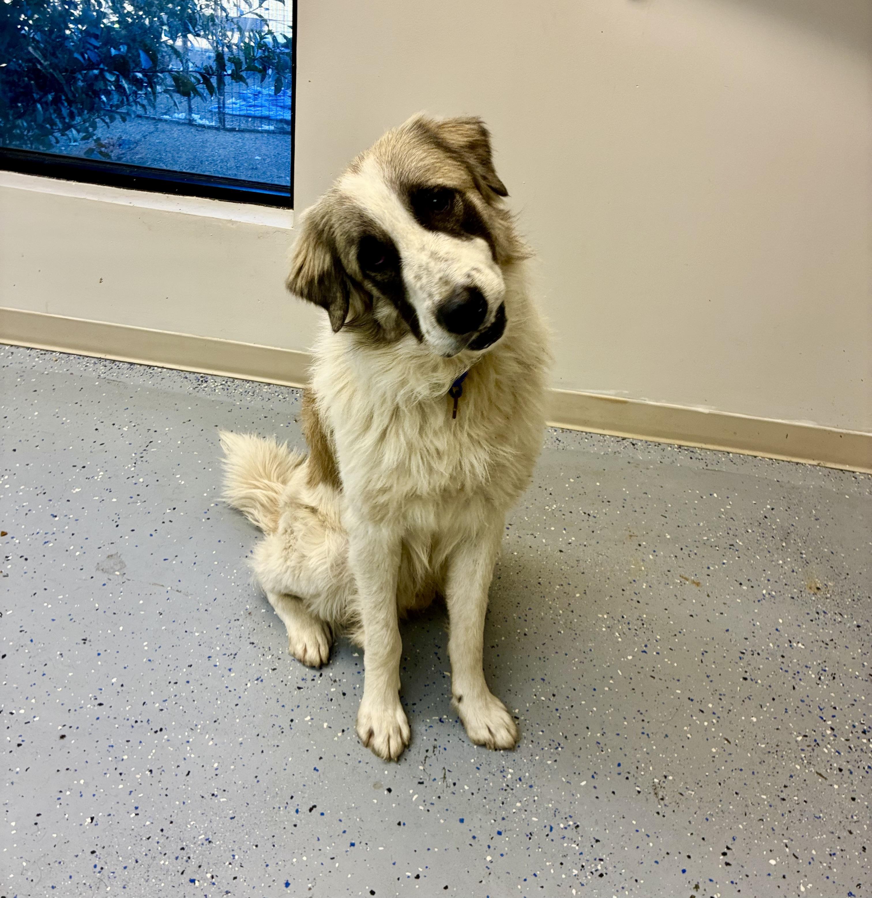 Diesel, a Adoptable mixed breed in Senatobia, MS image 4/4