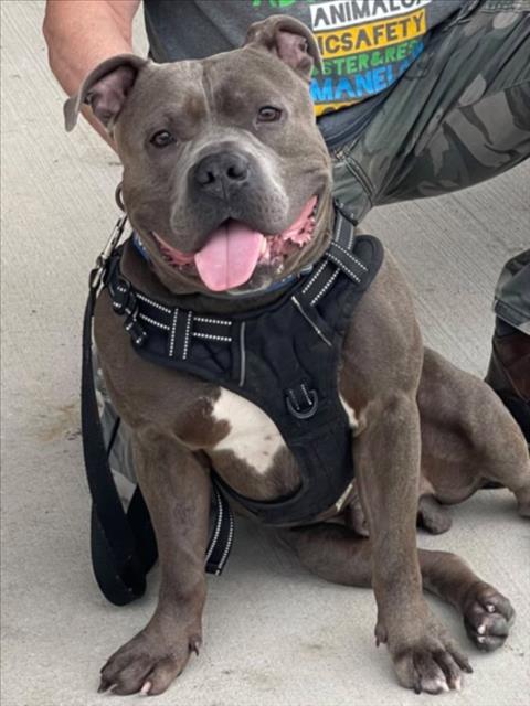 JUMBOTRON, Adoptable, Adult Male Staffordshire Bull Terrier & Mixed Breed.