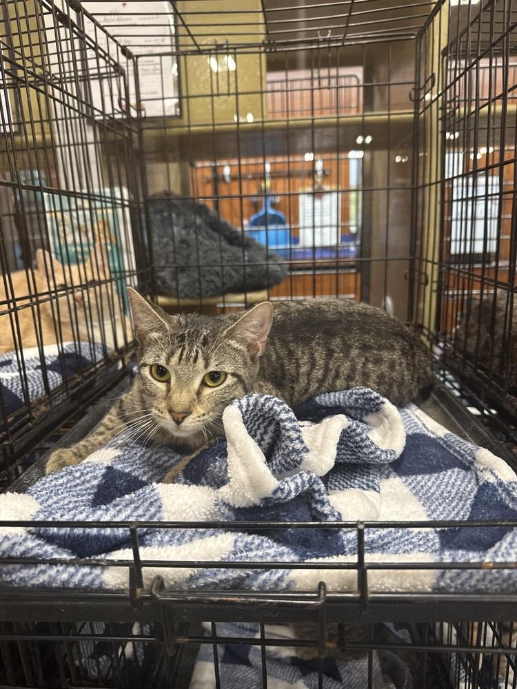 Concord Grape Jelly, Adoptable, Young Female Domestic Short Hair.