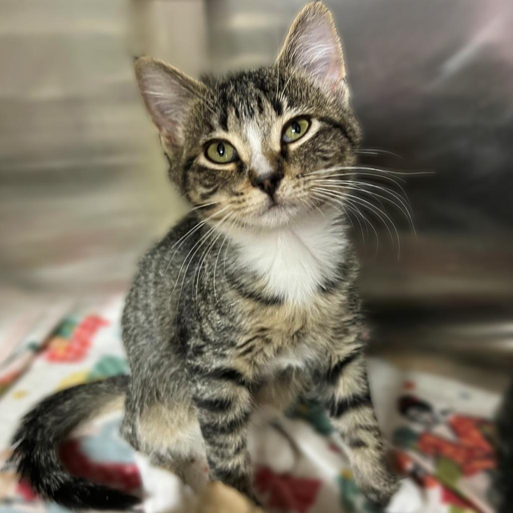 Bella, Adoptable, Kitten Female Domestic Short Hair.