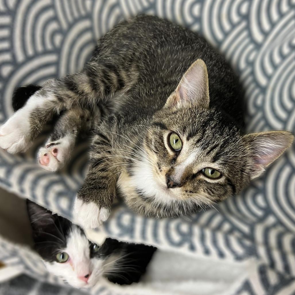 Bella, a Adoptable Domestic Short Hair in Springfield, IL image 1/2