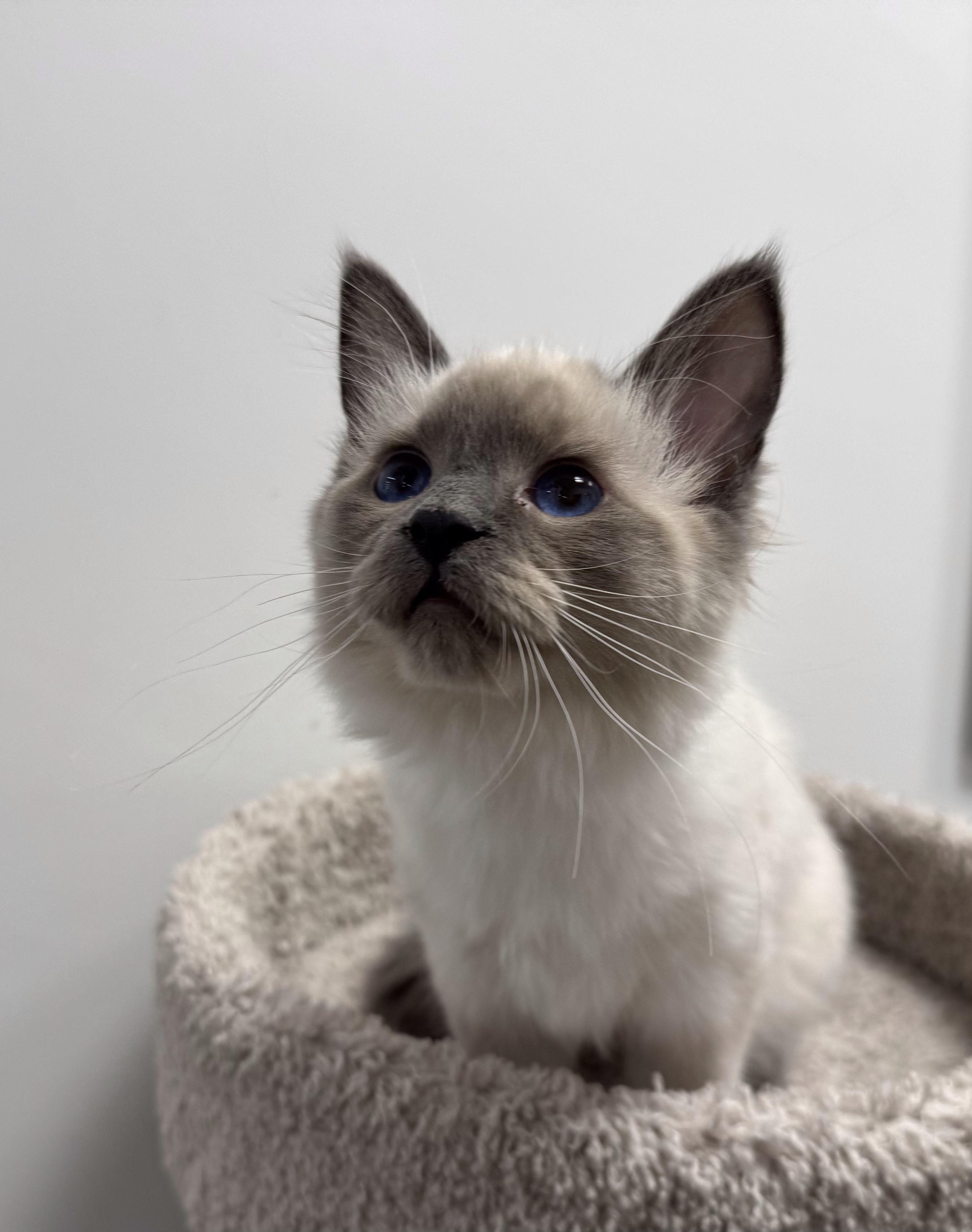 Swan, an adoptable Himalayan, Siamese in Pickering, ON, L1V 1L1 | Photo Image 1