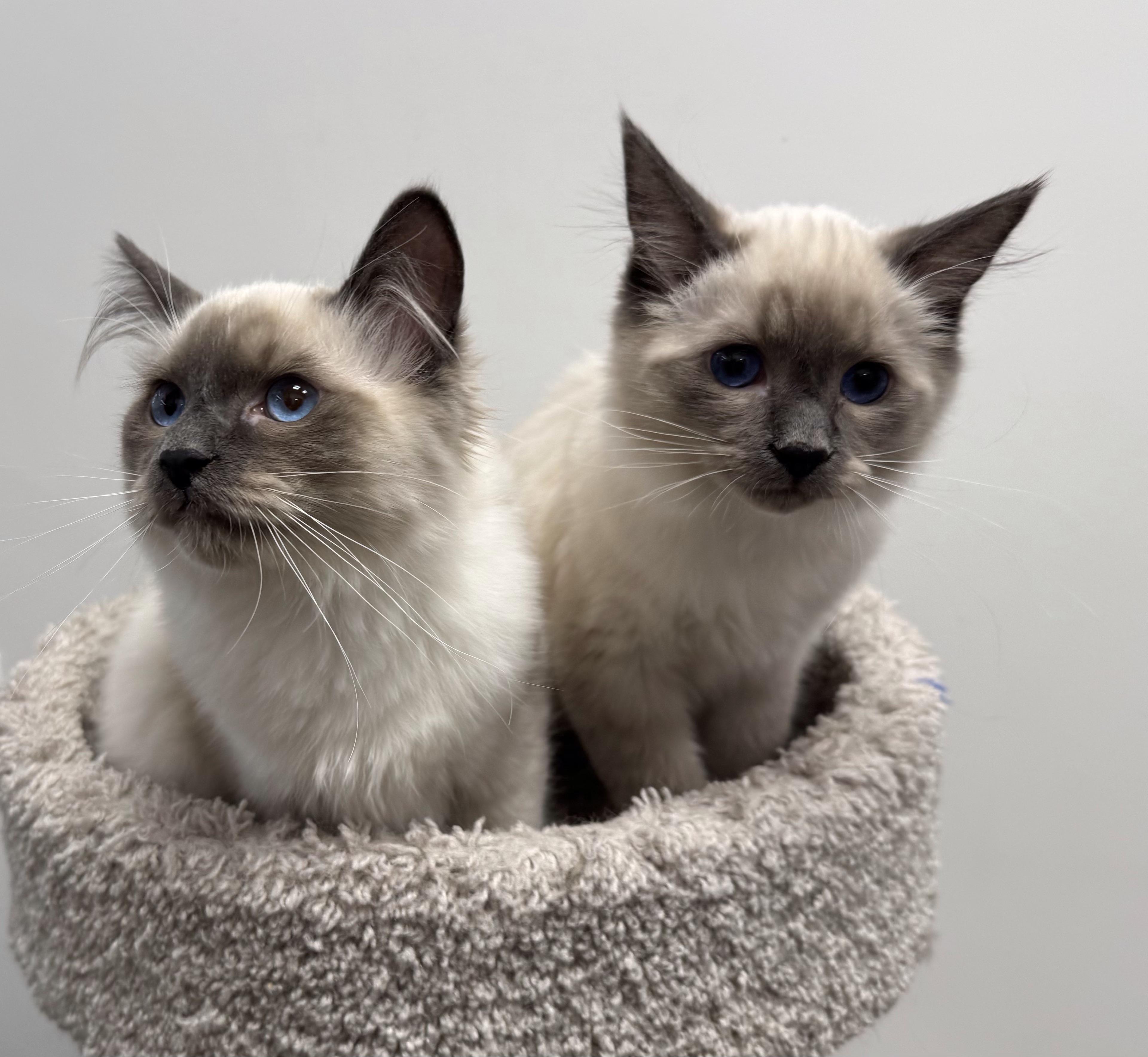 Swan, an adoptable Himalayan, Siamese in Pickering, ON, L1V 1L1 | Photo Image 2