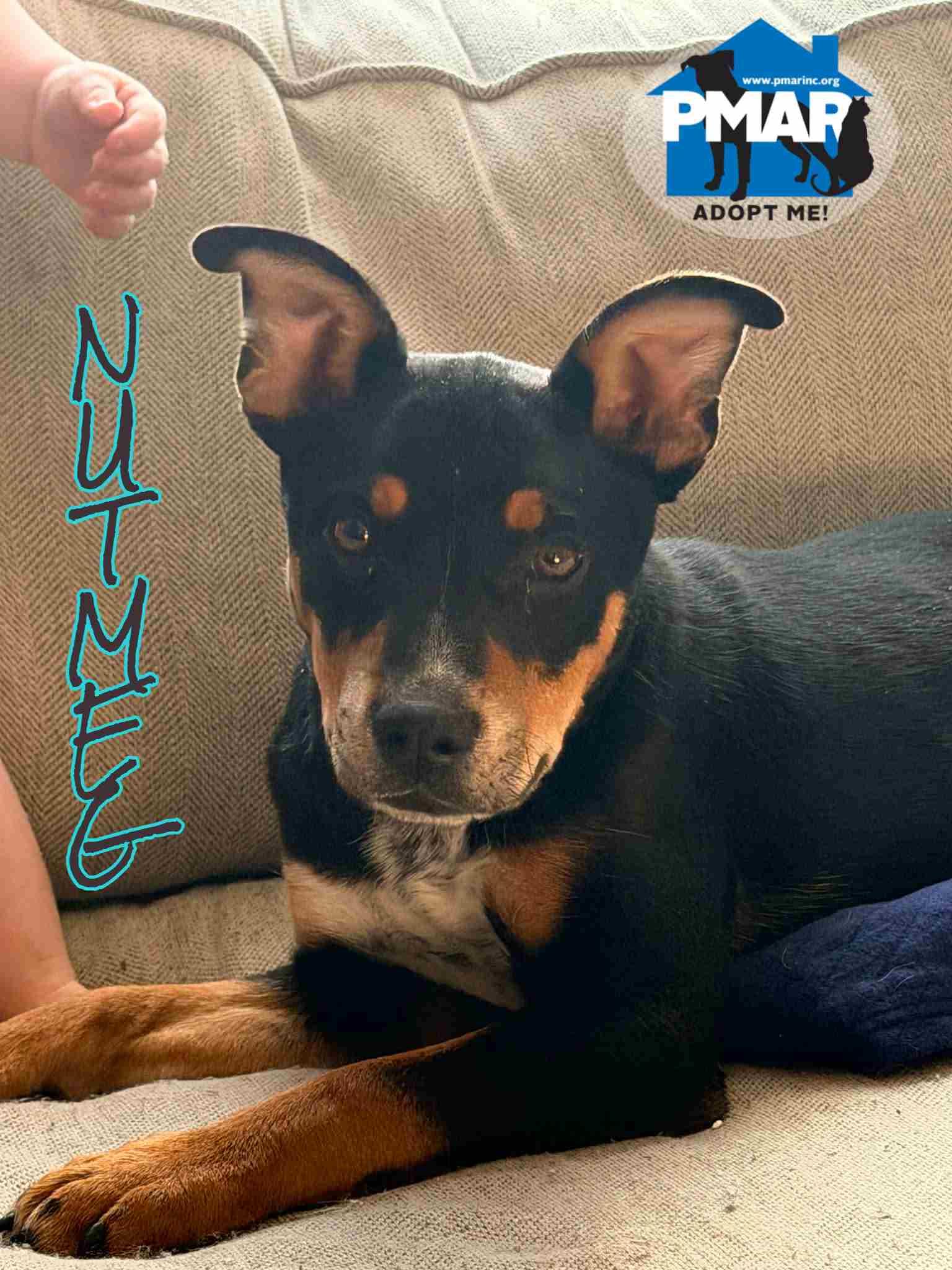 Nutmeg, ADOPTABLE, Puppy Male Terrier.