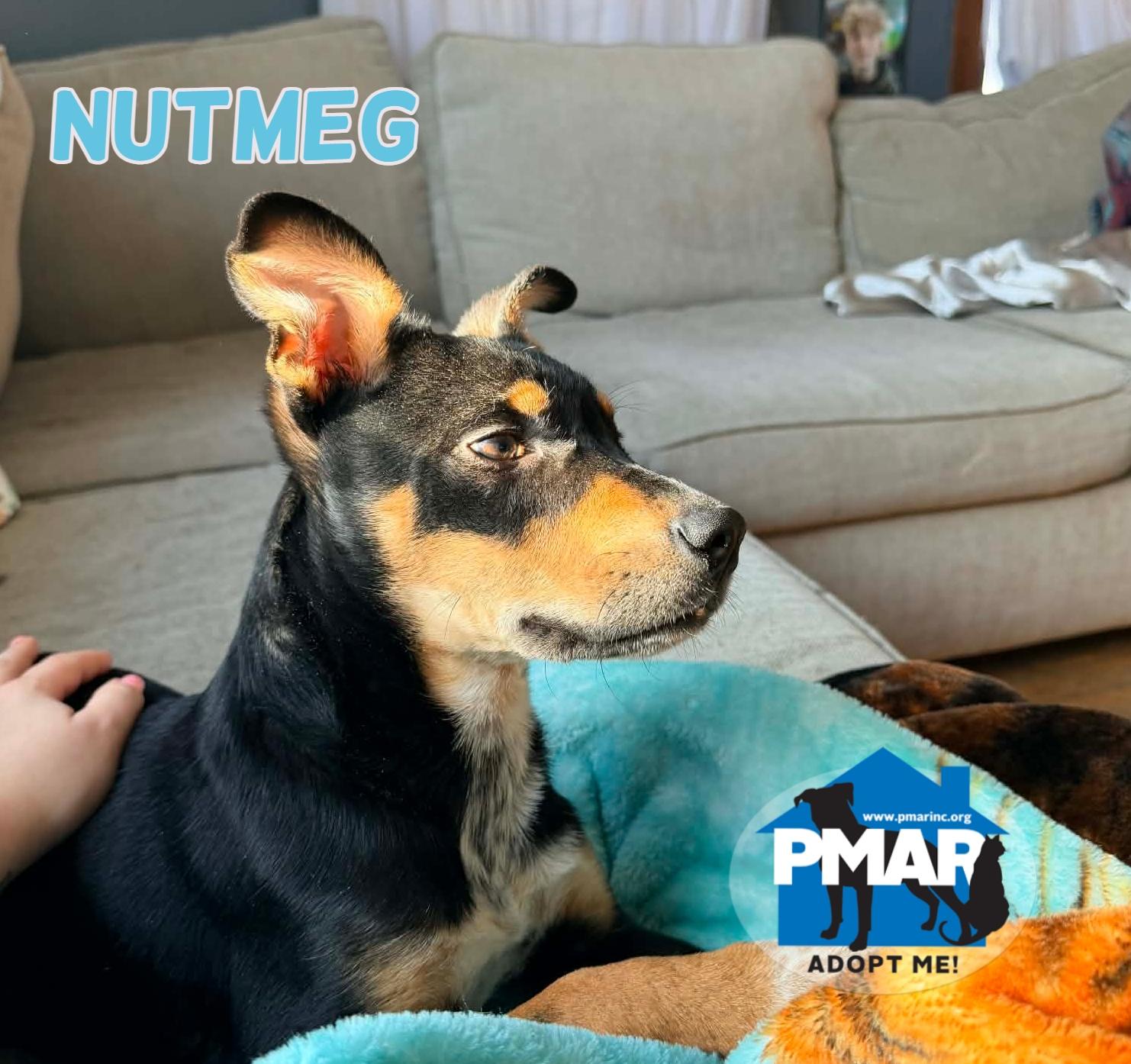 Nutmeg, ADOPTABLE, Puppy Male Terrier.