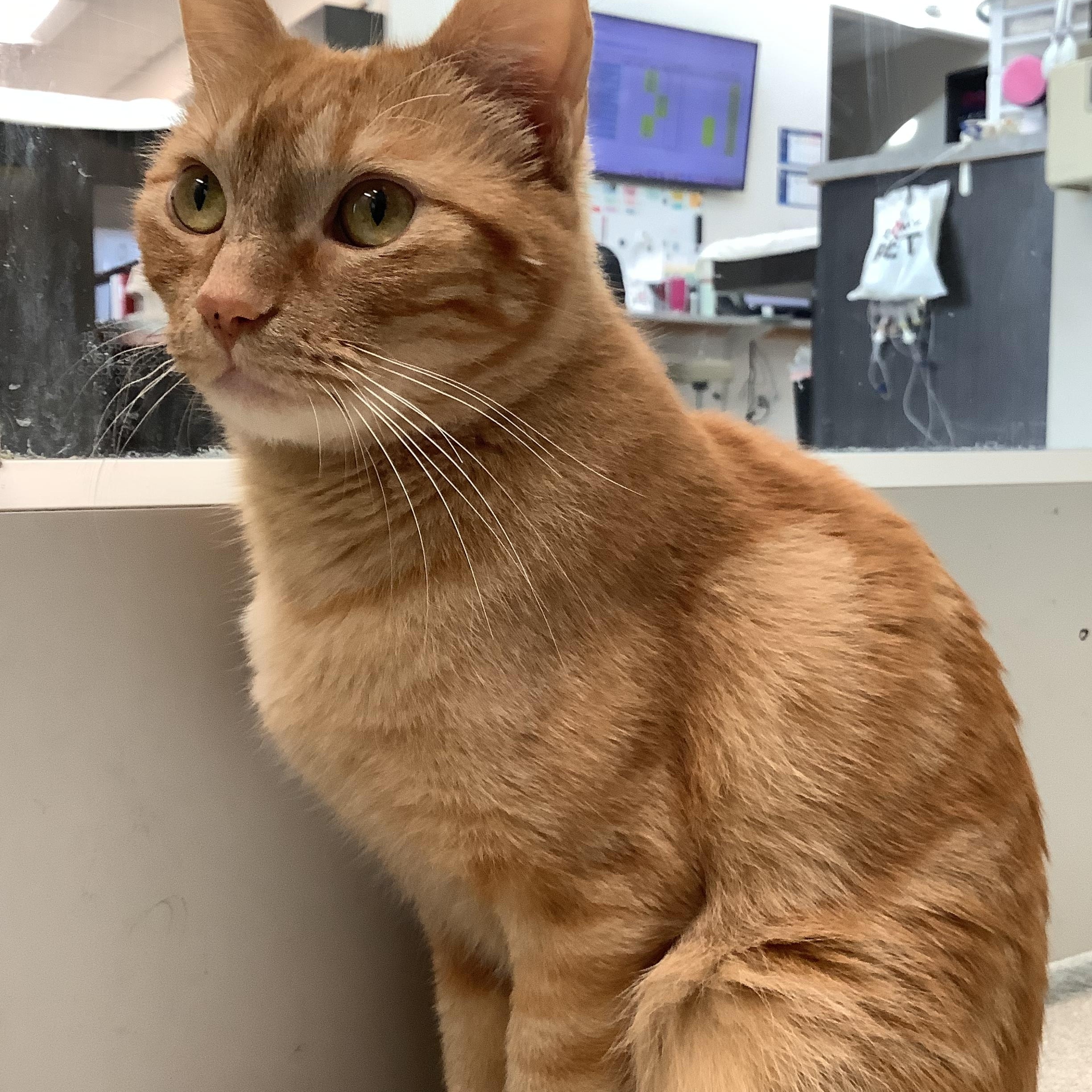 Milliamp, a ADOPTABLE Domestic Short Hair in Greenville, TX image 2/2