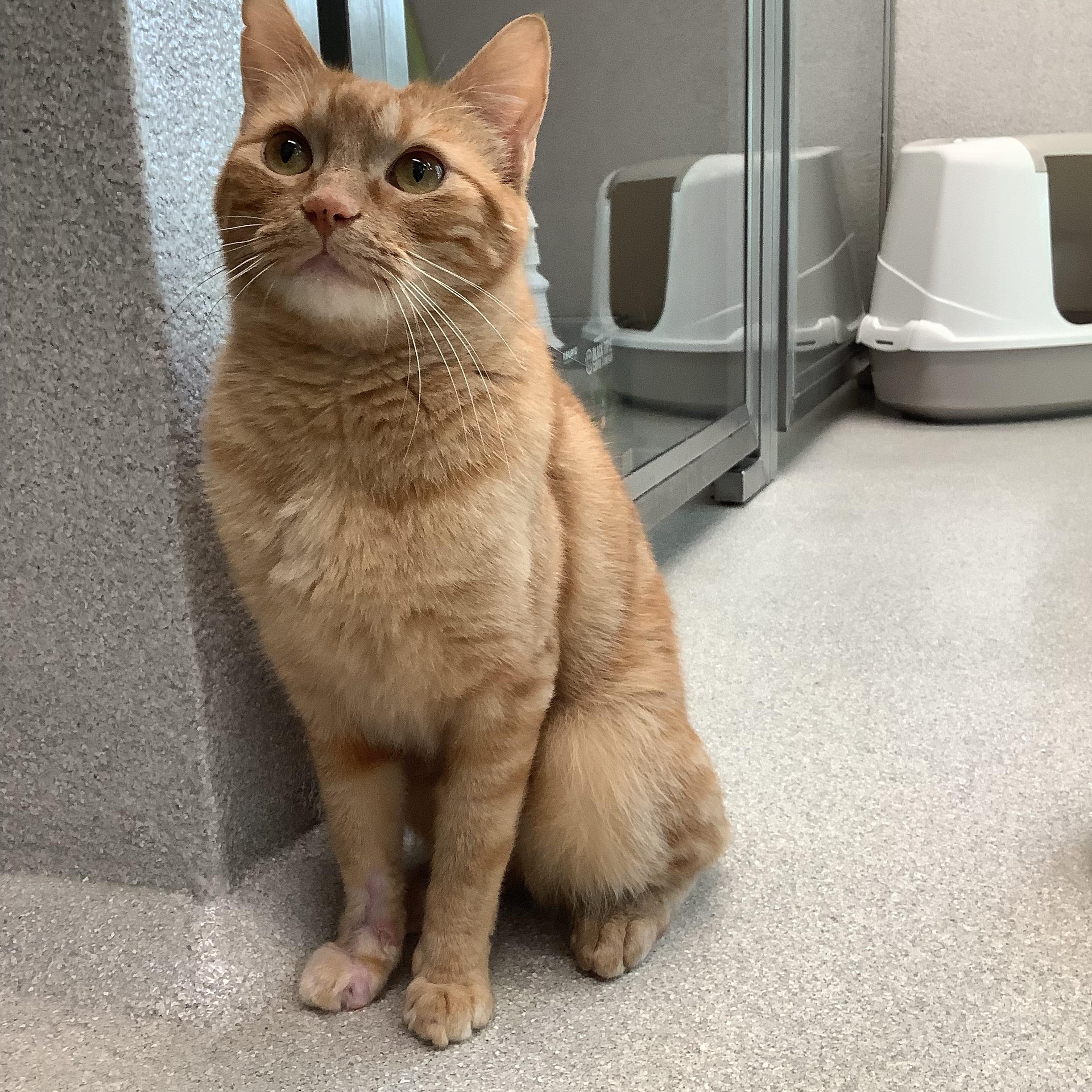 Milliamp, a ADOPTABLE Domestic Short Hair in Greenville, TX image 1/2