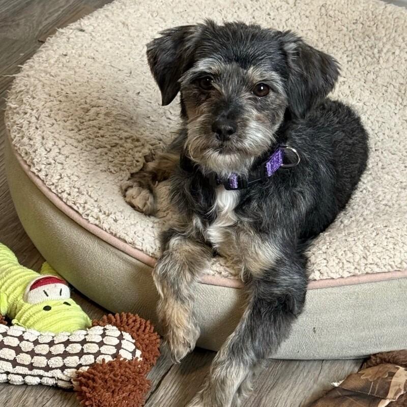 Inez, Adoptable, Adult Female Terrier & Mixed Breed.