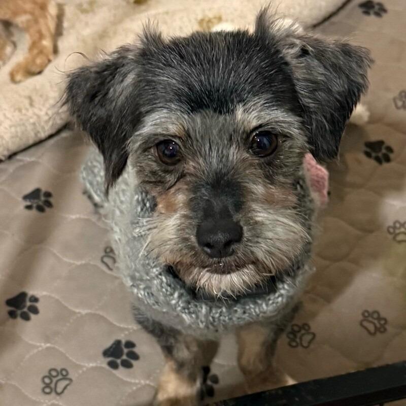 Enlarge Inez, a Adoptable mixed breed in Alma, WI image 4/4