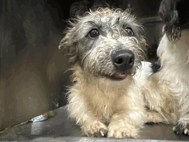 Enlarge Bobby, a Adoptable mixed breed in Portland, ME image 1/1