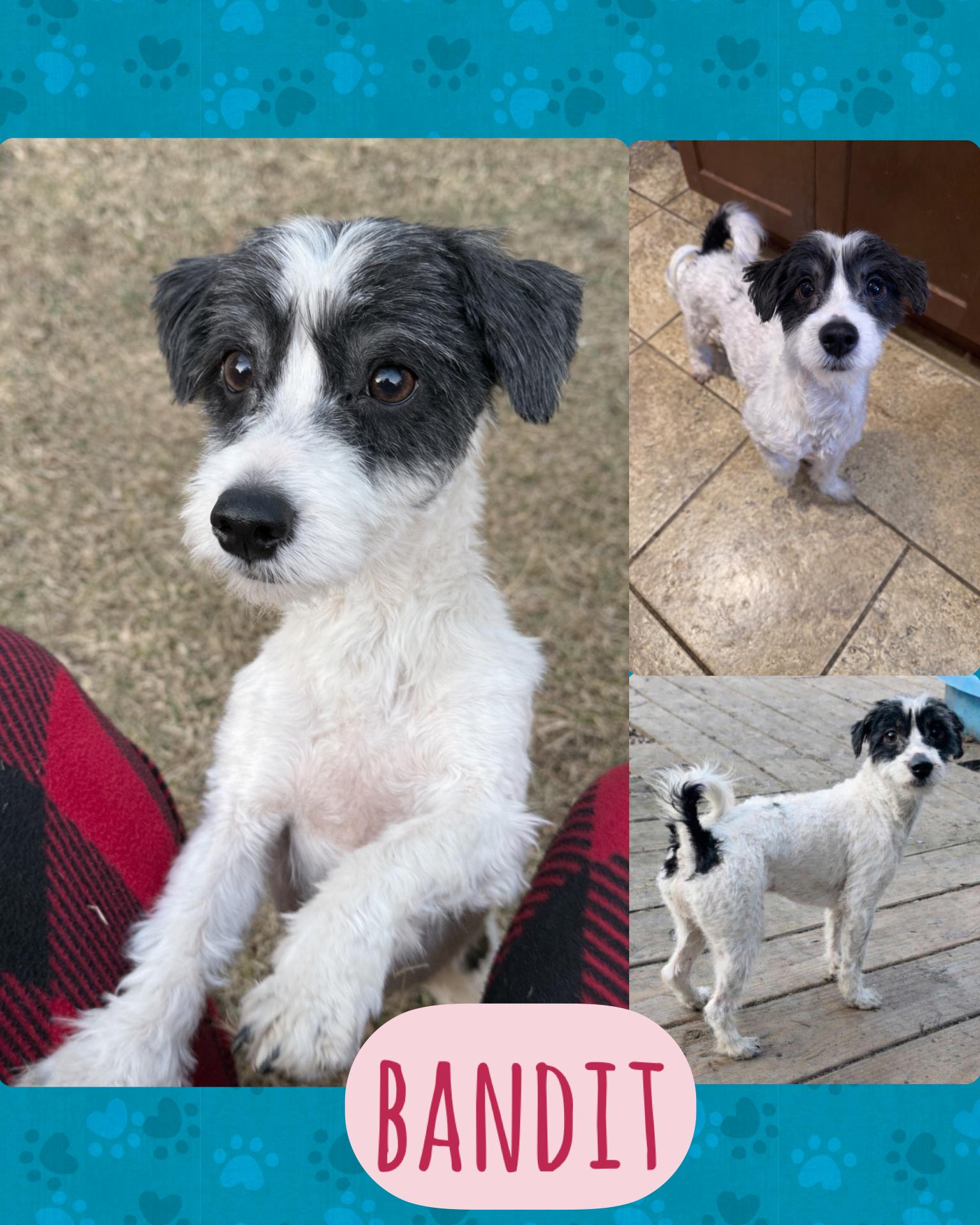 Enlarge Bandit, an adopted Morkie in Delmar, NY image 1/1