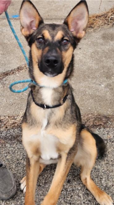Koda, ADOPTABLE, Young Male German Shepherd Dog & Mixed Breed.