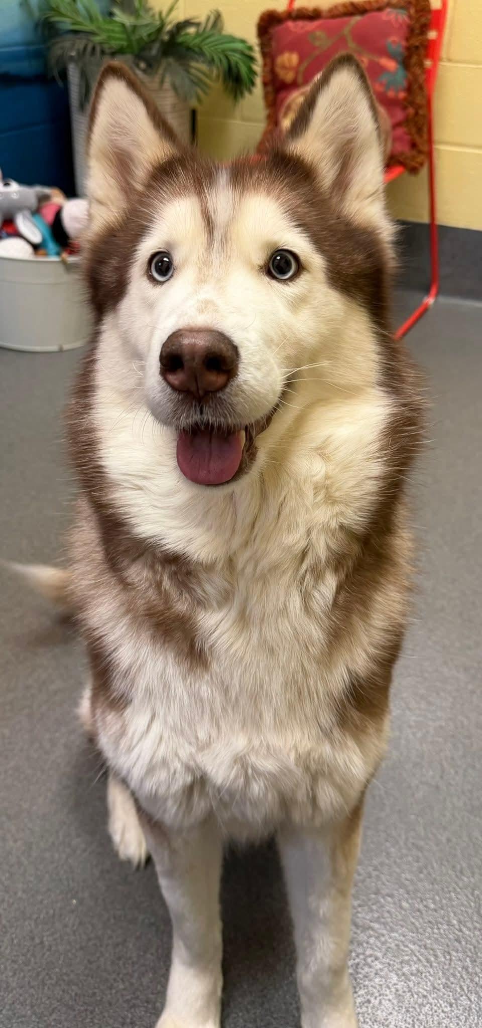 Enlarge Nova, a ADOPTABLE Husky in Amherst, VA image 2/6