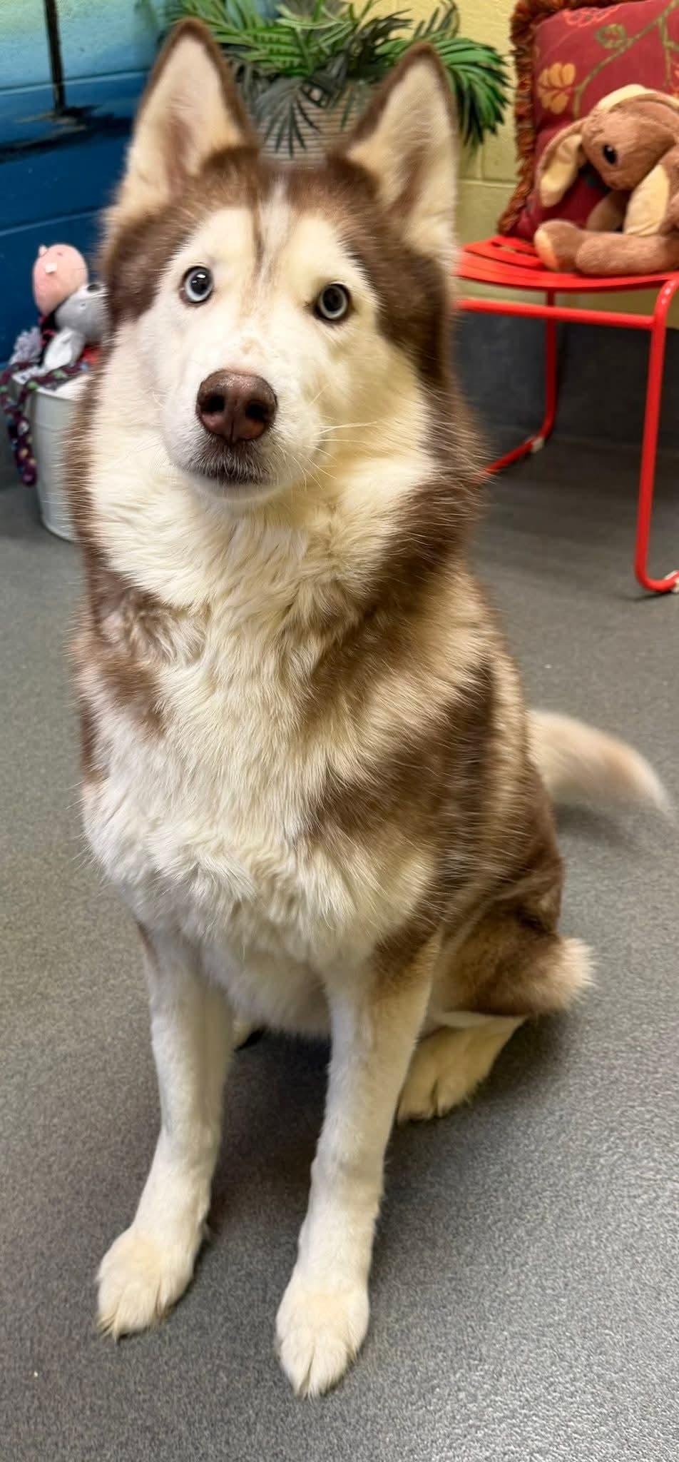 Enlarge Nova, a ADOPTABLE Husky in Amherst, VA image 5/6