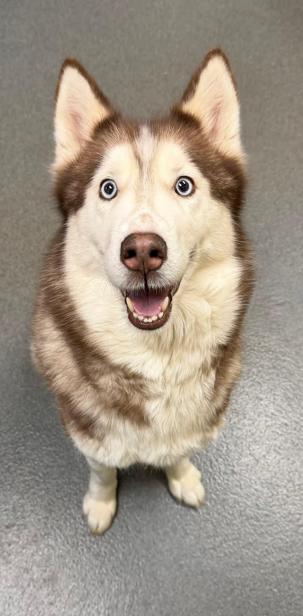 Enlarge Nova, a ADOPTABLE Husky in Amherst, VA image 4/6