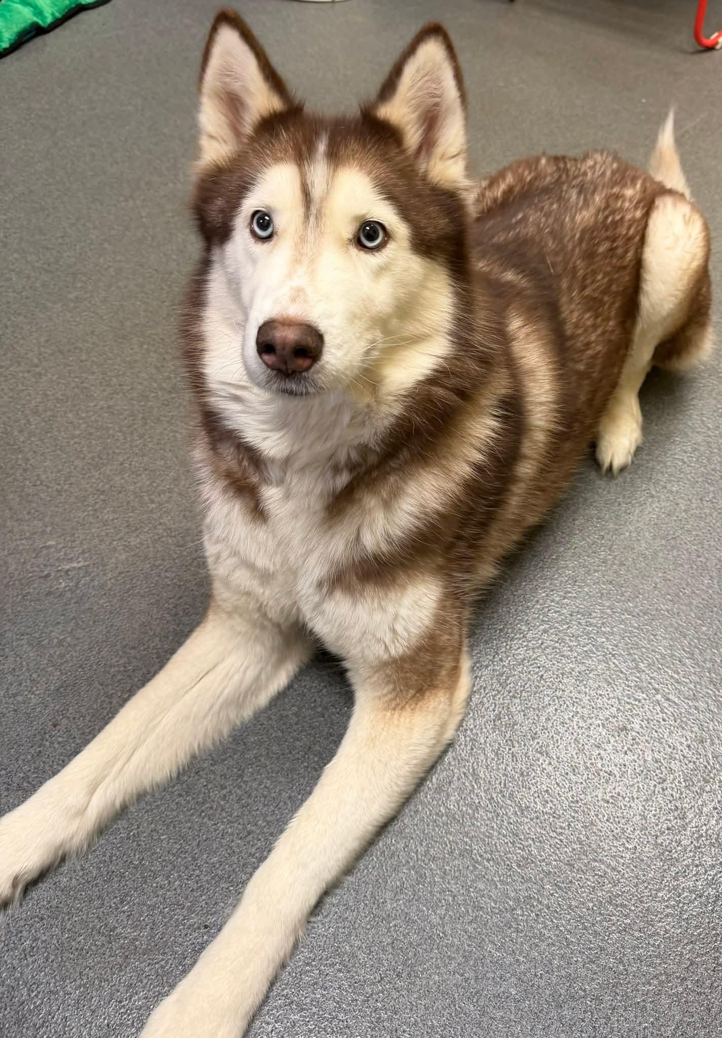 Enlarge Nova, a ADOPTABLE Husky in Amherst, VA image 6/6
