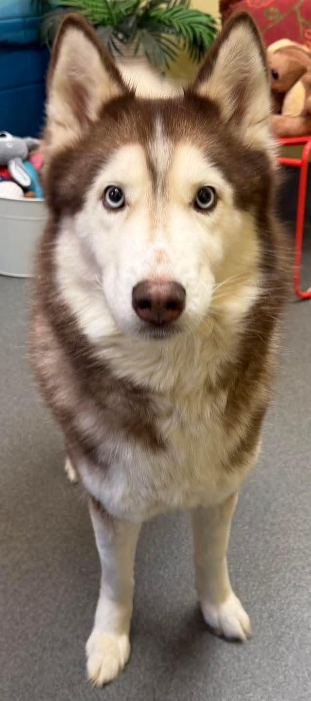 Enlarge Nova, a ADOPTABLE Husky in Amherst, VA image 3/6