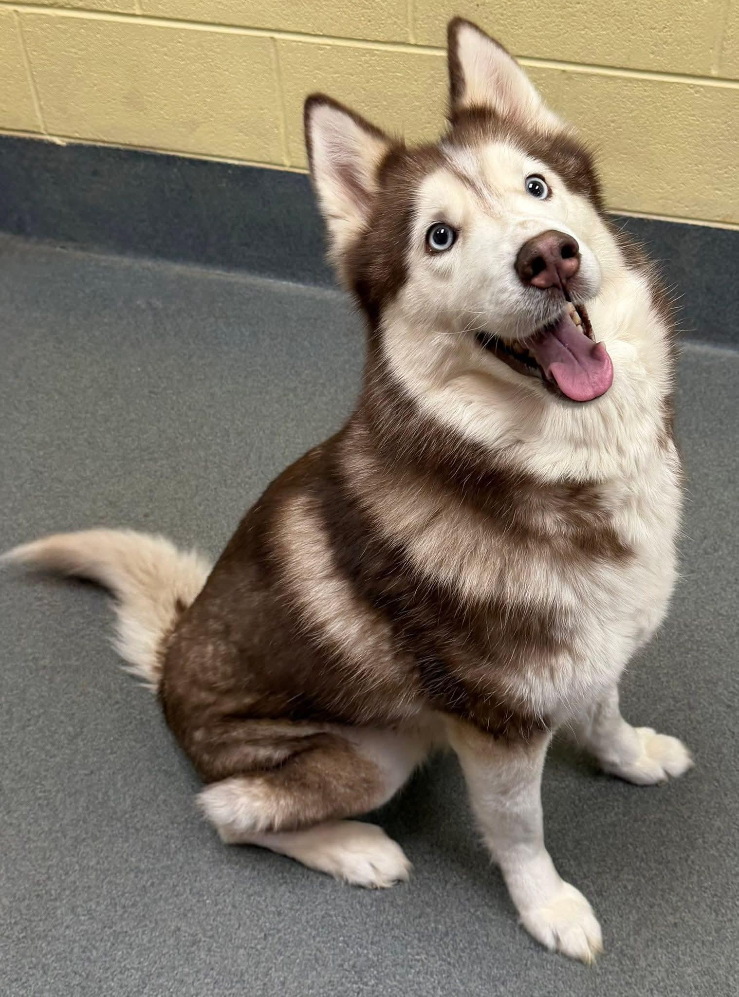 Enlarge Nova, a ADOPTABLE Husky in Amherst, VA image 1/6