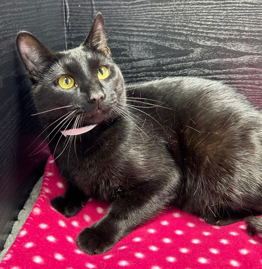 Enlarge Bashful, a Adoptable mixed breed in Washington Court House, OH image 1/1