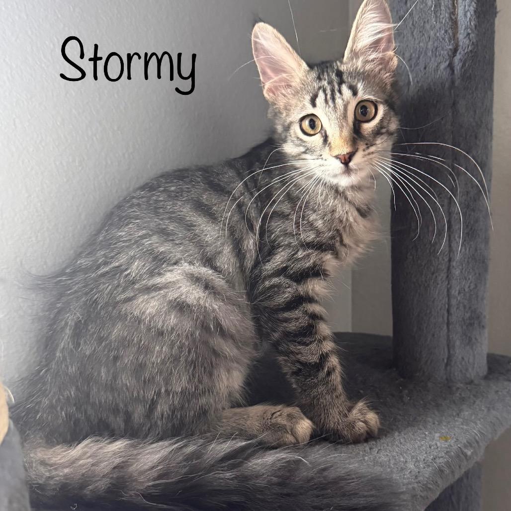 Stormy, Adoptable, Kitten Male Maine Coon & Domestic Long Hair.
