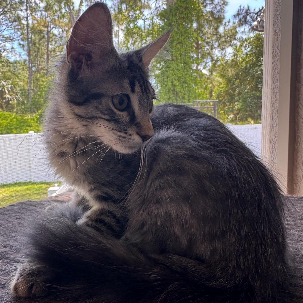 Enlarge Stormy, a Adoptable mixed breed in TITUSVILLE, FL image 3/3