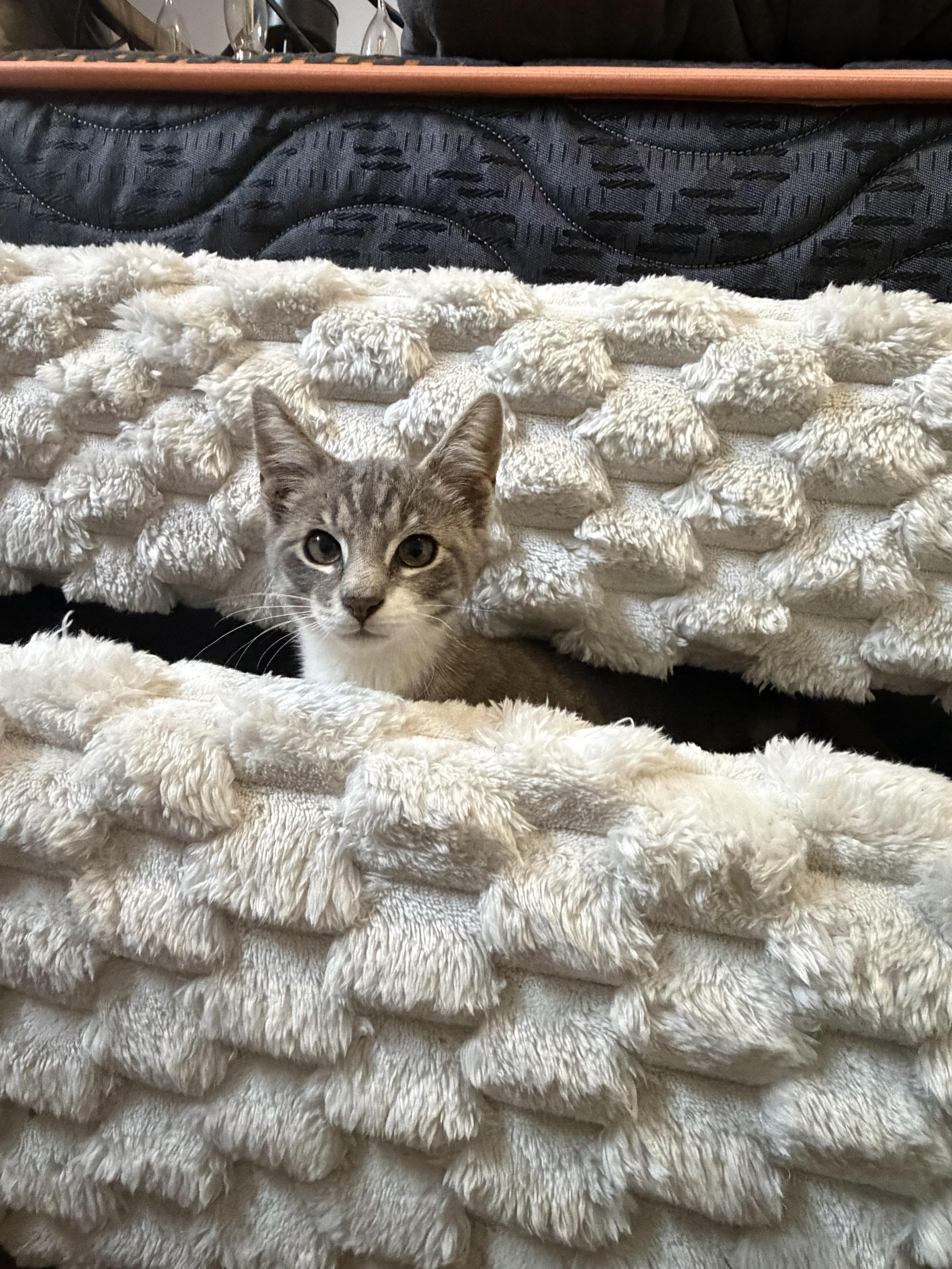 Enlarge Sid, a Adopted Domestic Short Hair in Moore, SC image 1/1
