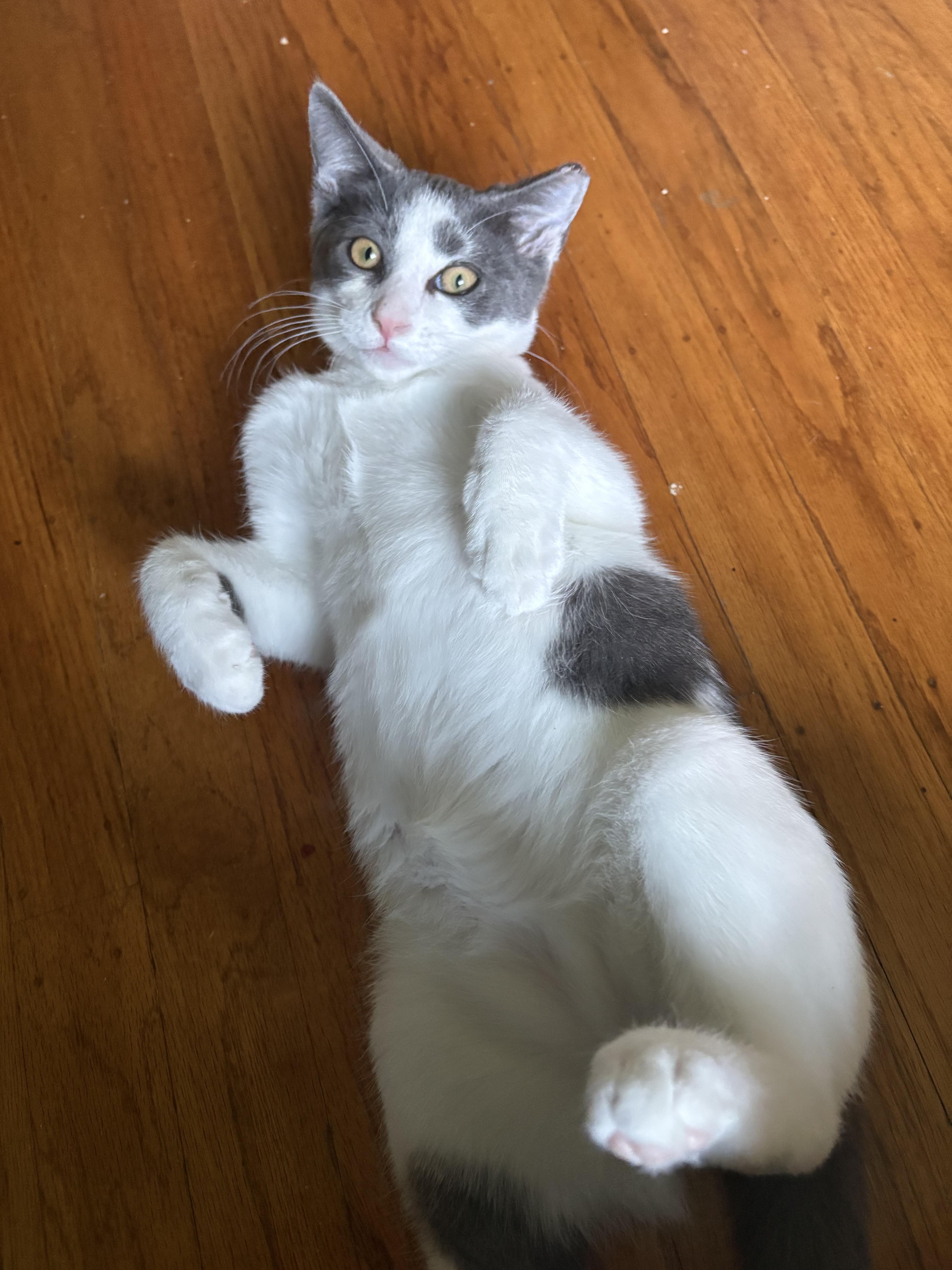Smudge, Adoptable, Kitten Male Domestic Short Hair.