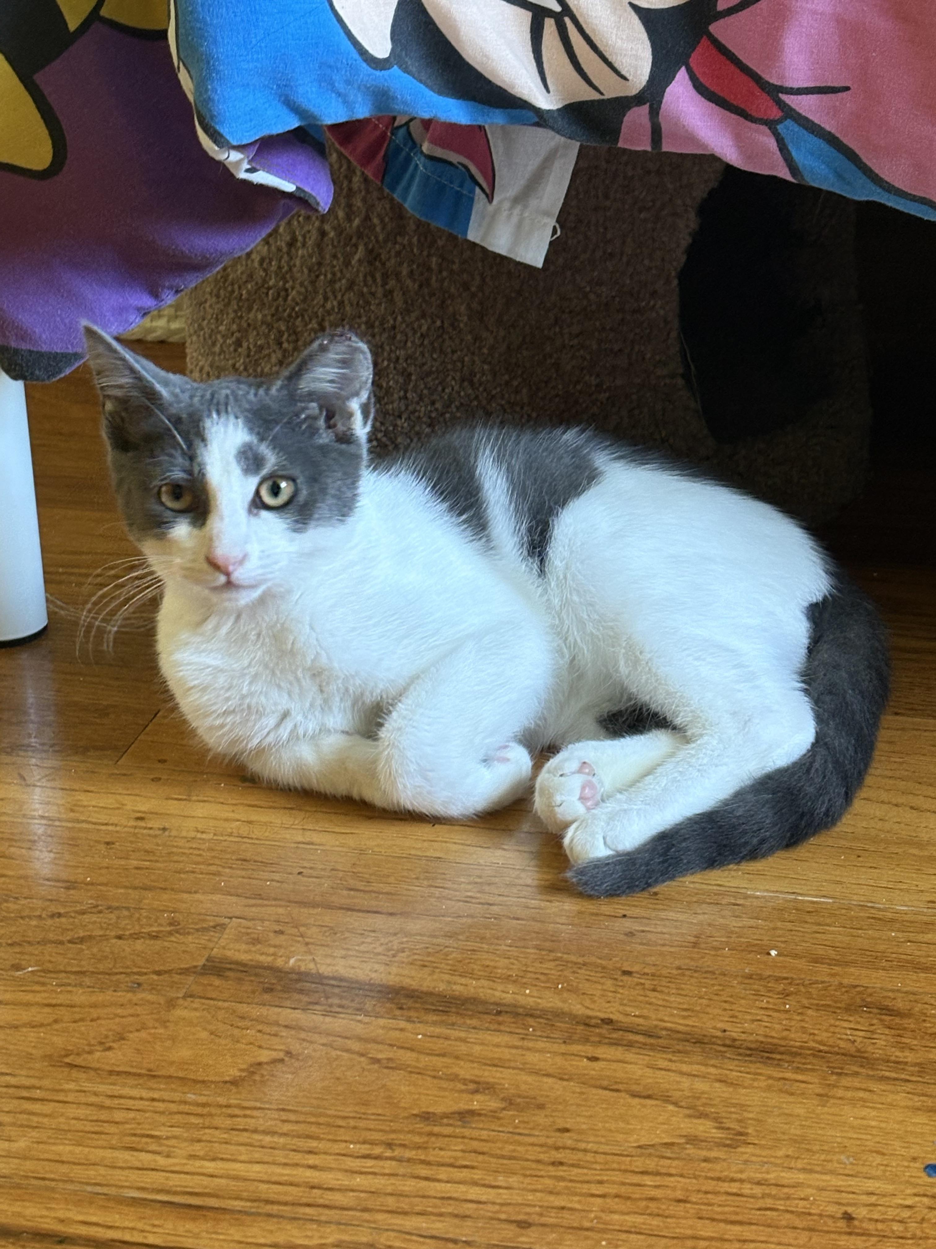 Enlarge Smudge, a Adoptable Domestic Short Hair in San Jose, CA image 3/3