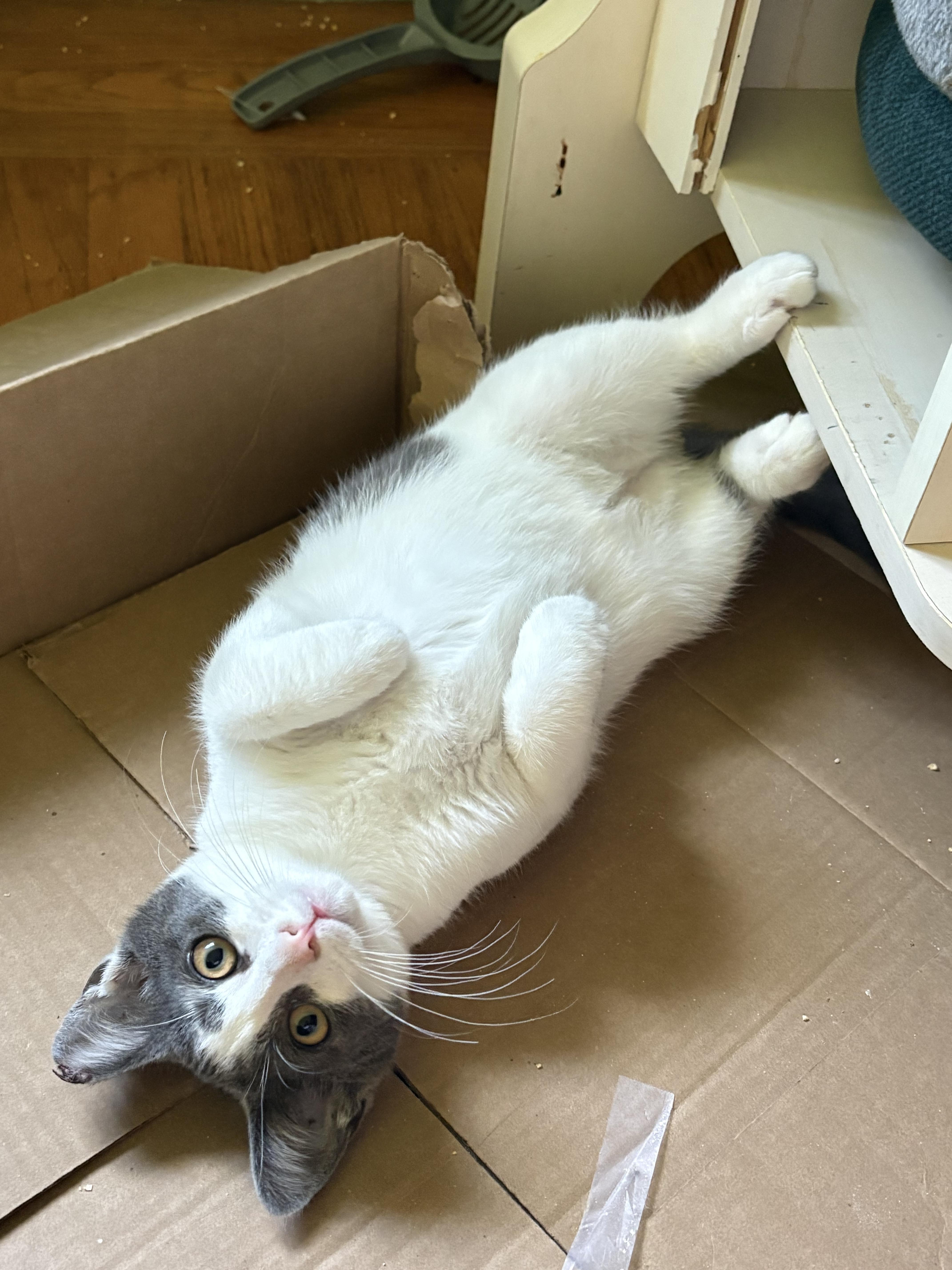 Enlarge Smudge, a Adoptable Domestic Short Hair in San Jose, CA image 2/3