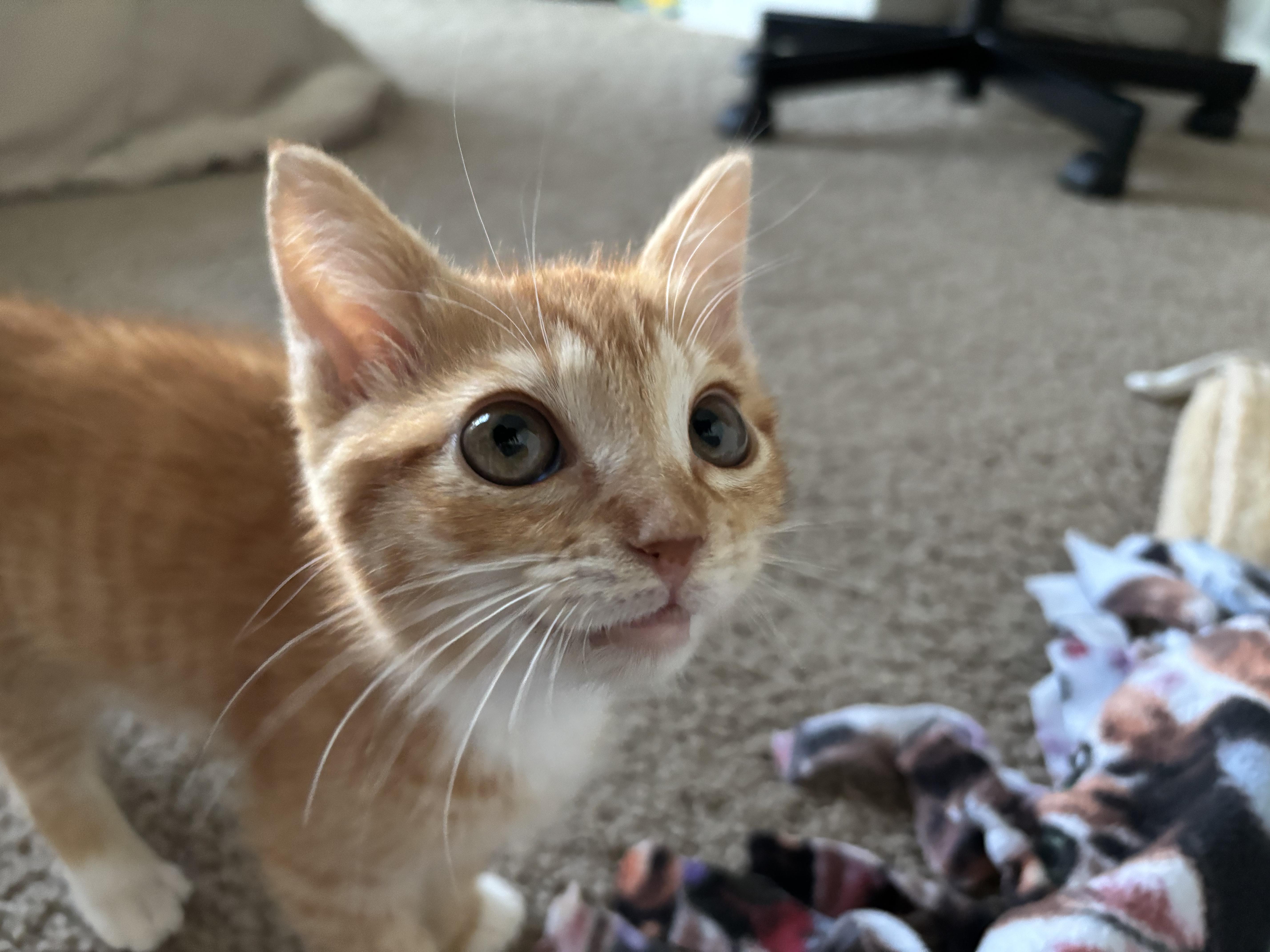Crabcake, an adoptable Domestic Short Hair in Davis, CA image 4/6