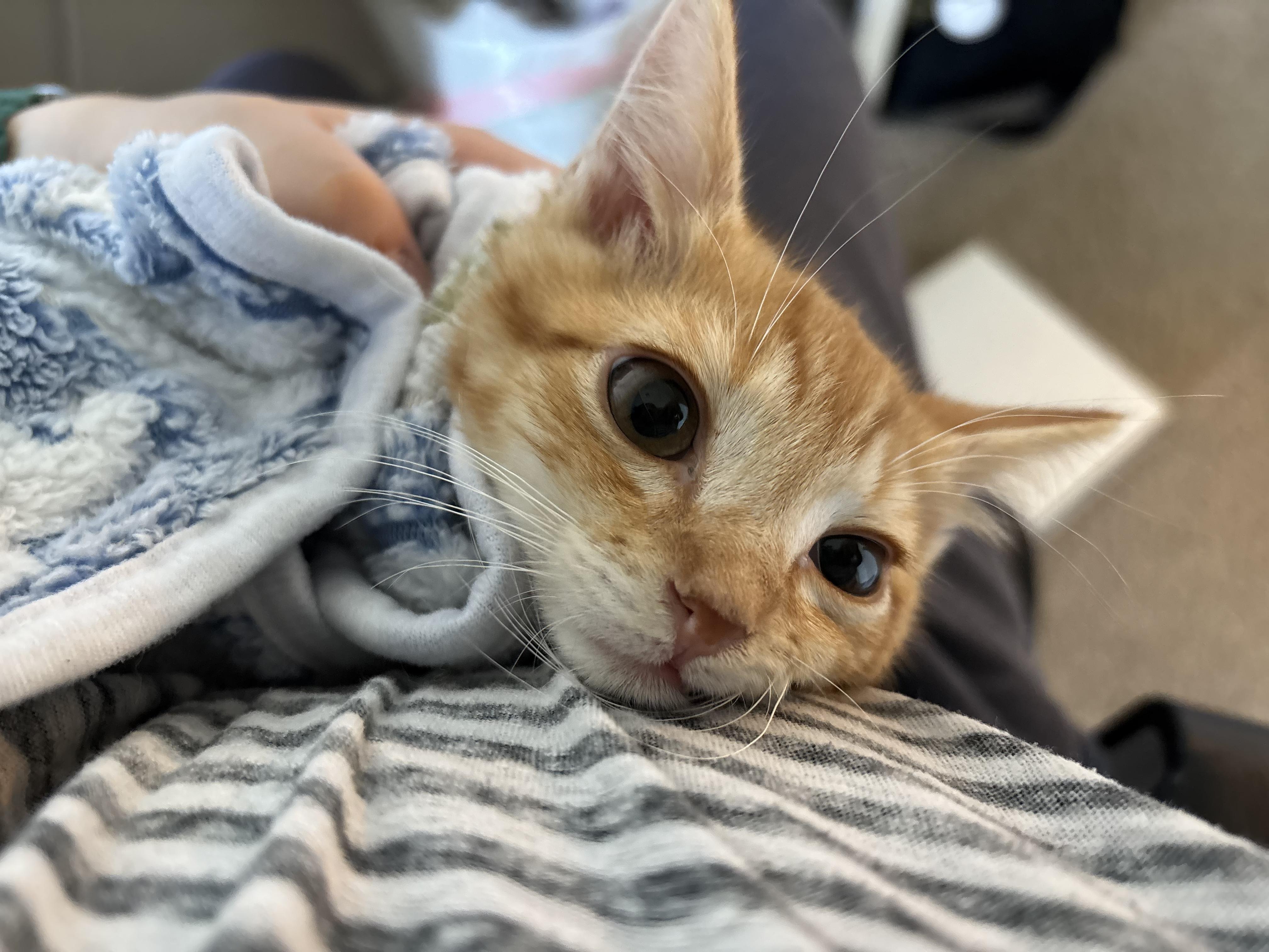 Crabcake, an adoptable Domestic Short Hair in Davis, CA image 3/6