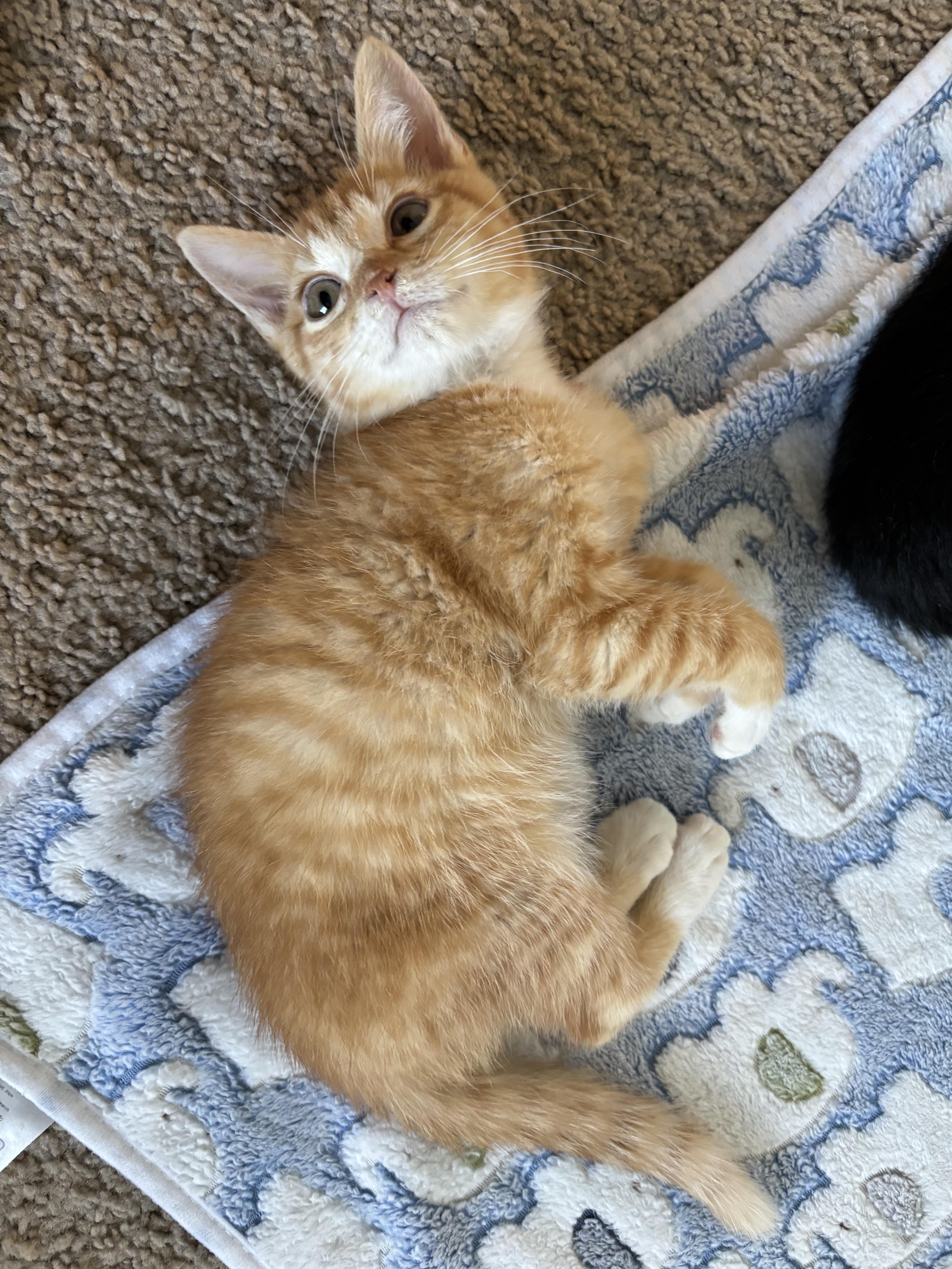 Crabcake, adoptable, Kitten Male Domestic Short Hair.